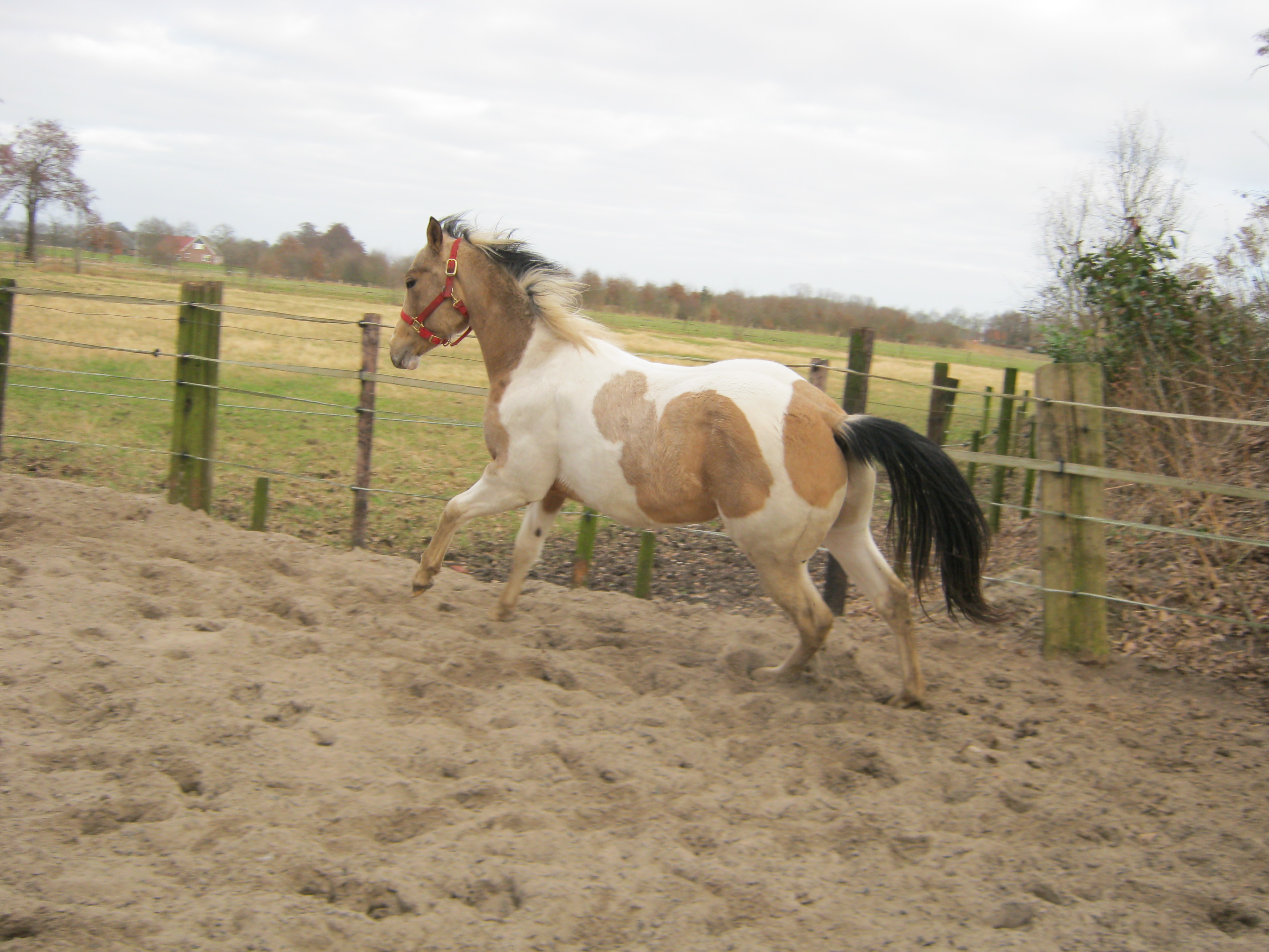 Te Koop. Paint Horse Ruin. Buckskin Tobiano. 2 jaar. | Bokt.nl