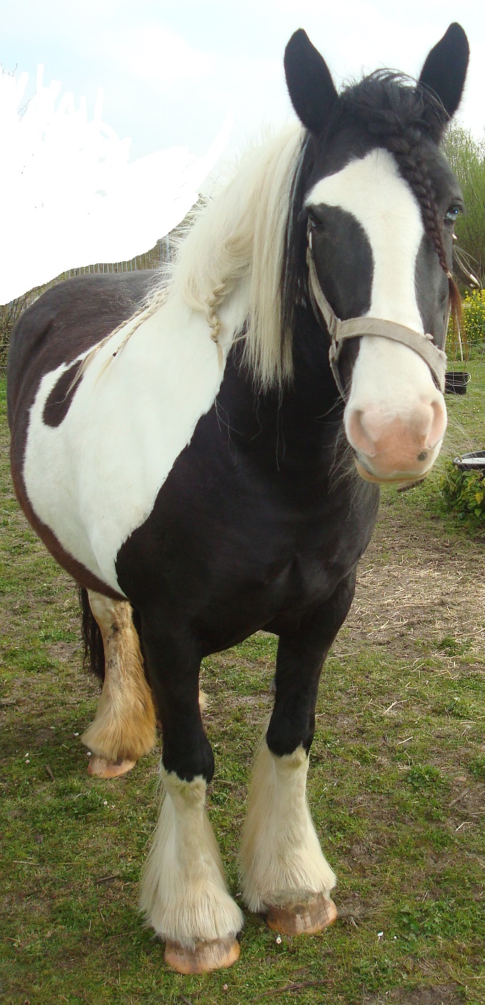paars specificatie overloop Paard gratis beschikbaar ( bonte tinker) | Bokt.nl