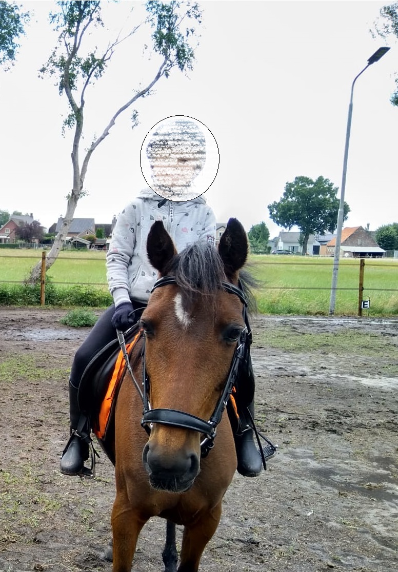 draadloze Tapijt Kietelen Brave C pony te koop | Bokt.nl