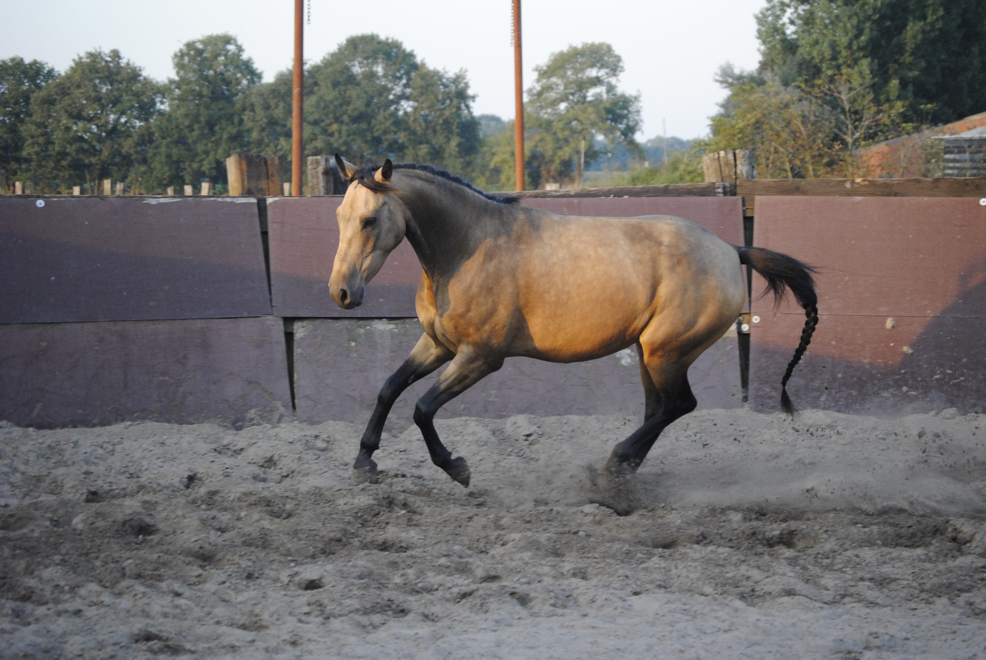 aanplakbiljet lijn krant Lieve bijzondere valk/buckskin pony ruin te koop! | Bokt.nl
