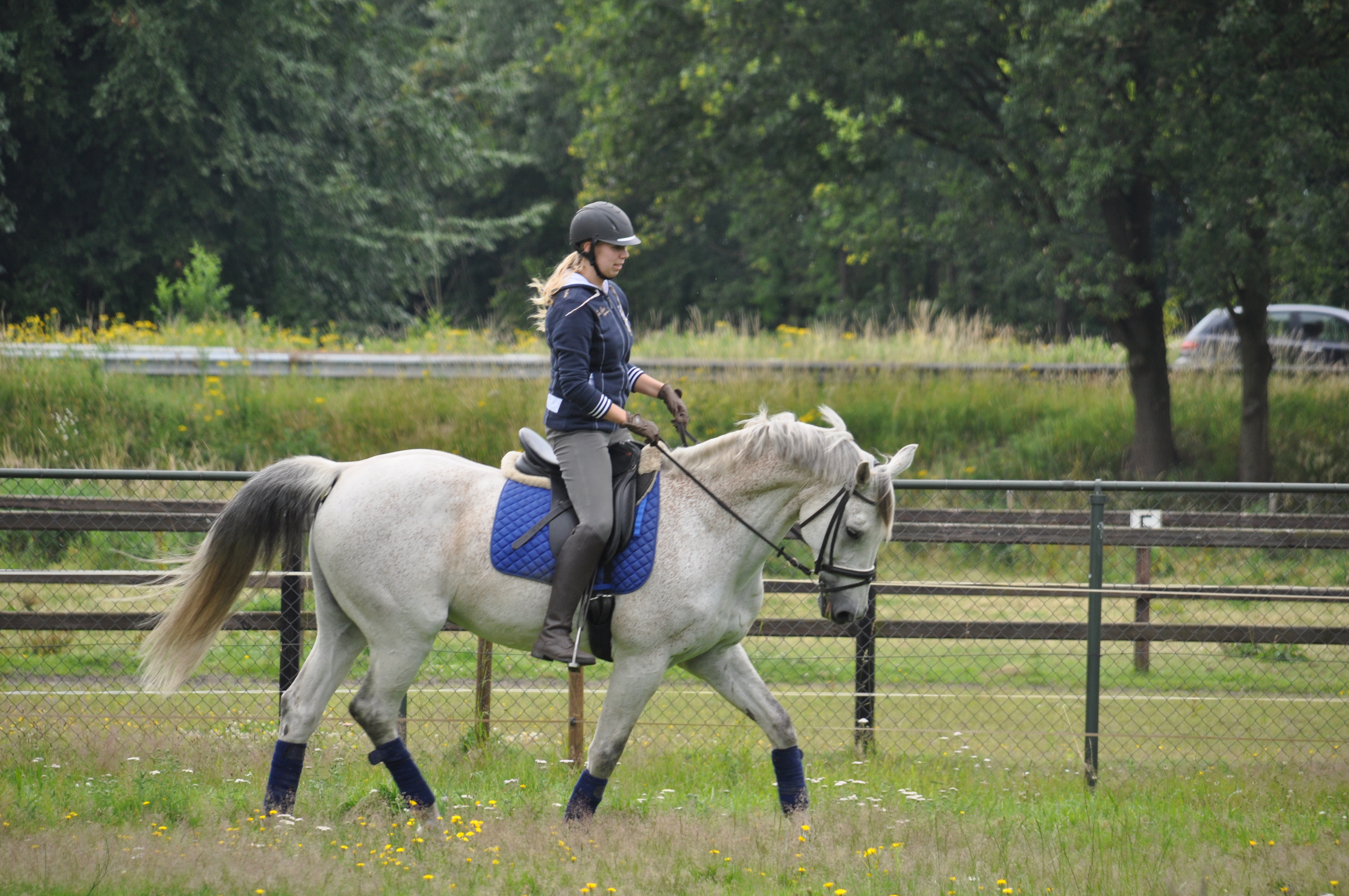 Dressuurpaard Te Koop | Bokt.nl