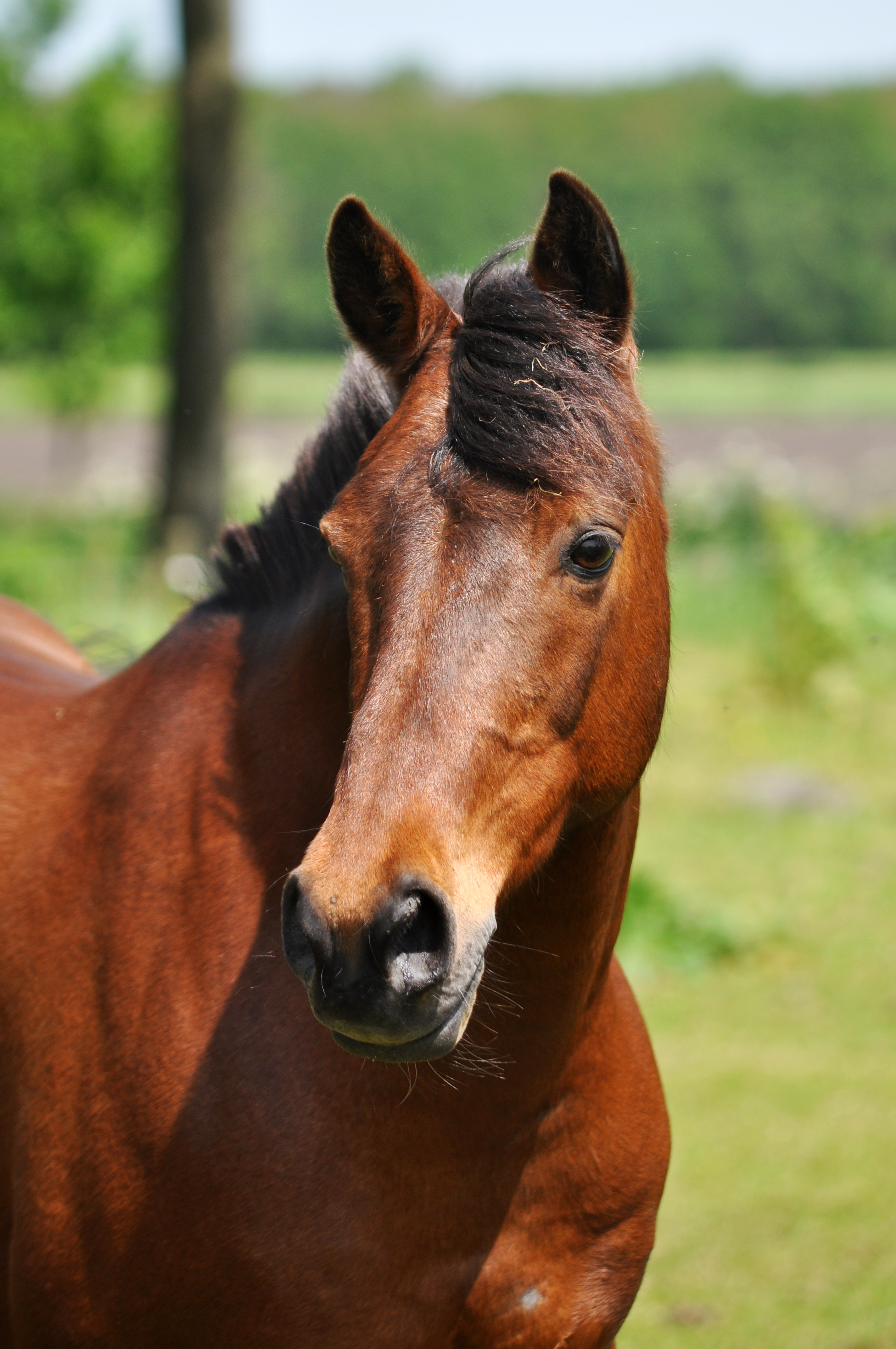 superbrave beginners D pony te koop | Bokt.nl