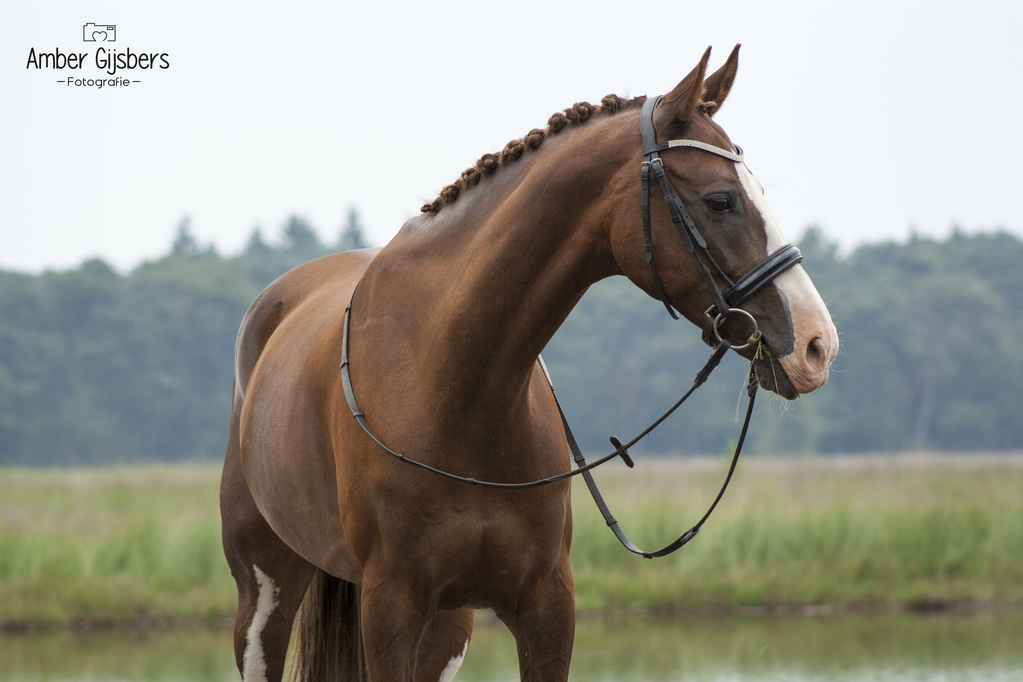 Aantrekkelijk zijn aantrekkelijk Ass Weg huis E sportpony ruin + bonte e pony te koop | Bokt.nl