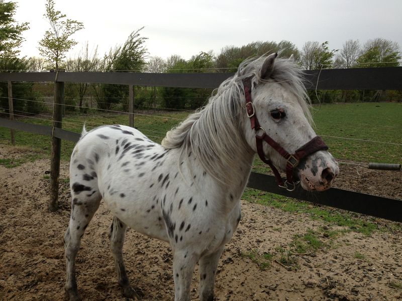 Zeer Mooie Appaloosa Pony Te Koop Bokt nl Zeer Mooie Appaloosa Pony Te Koop Bokt nl