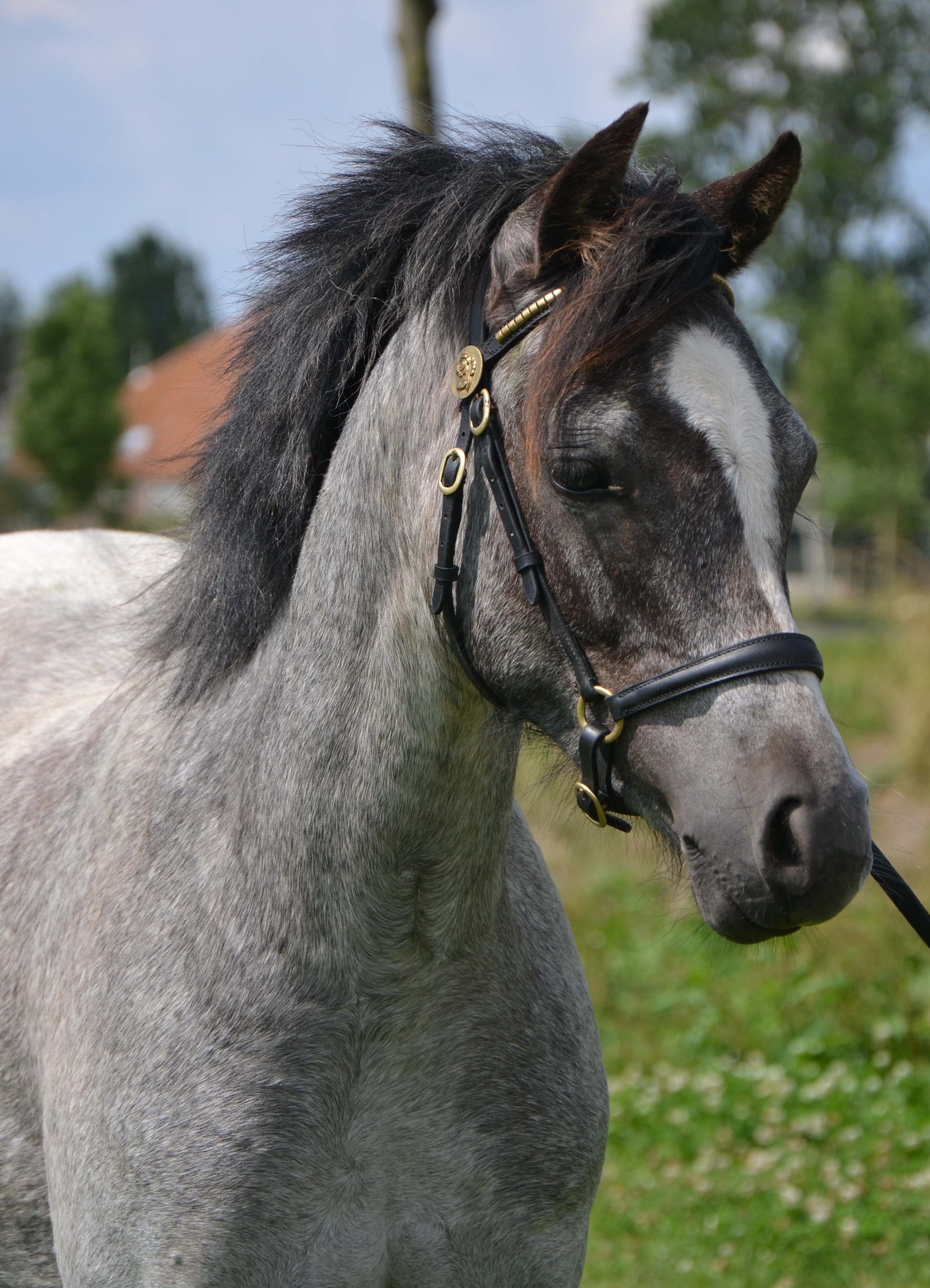 Super Bewegende Welsh B Pony | Bokt.nl