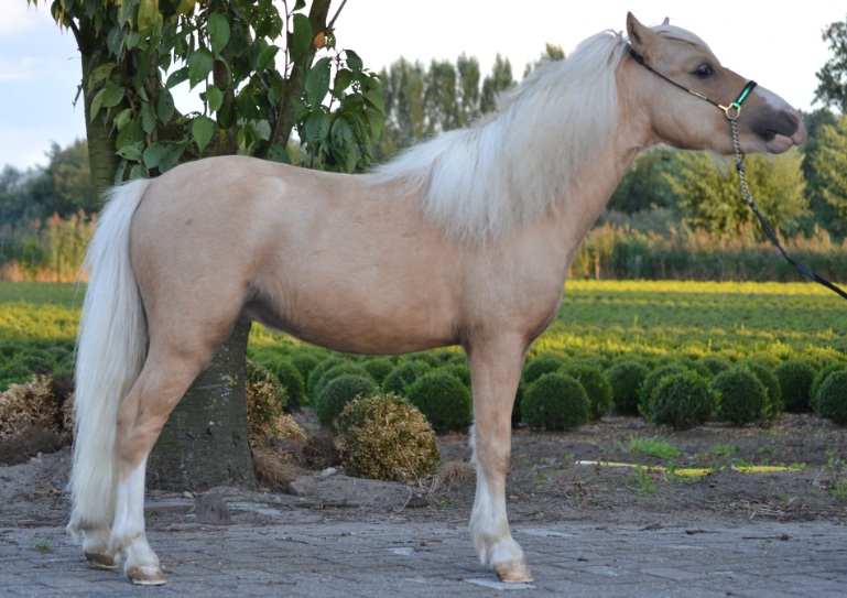 Zeer Mooie Palomino Nmprs Hengst Boktnl