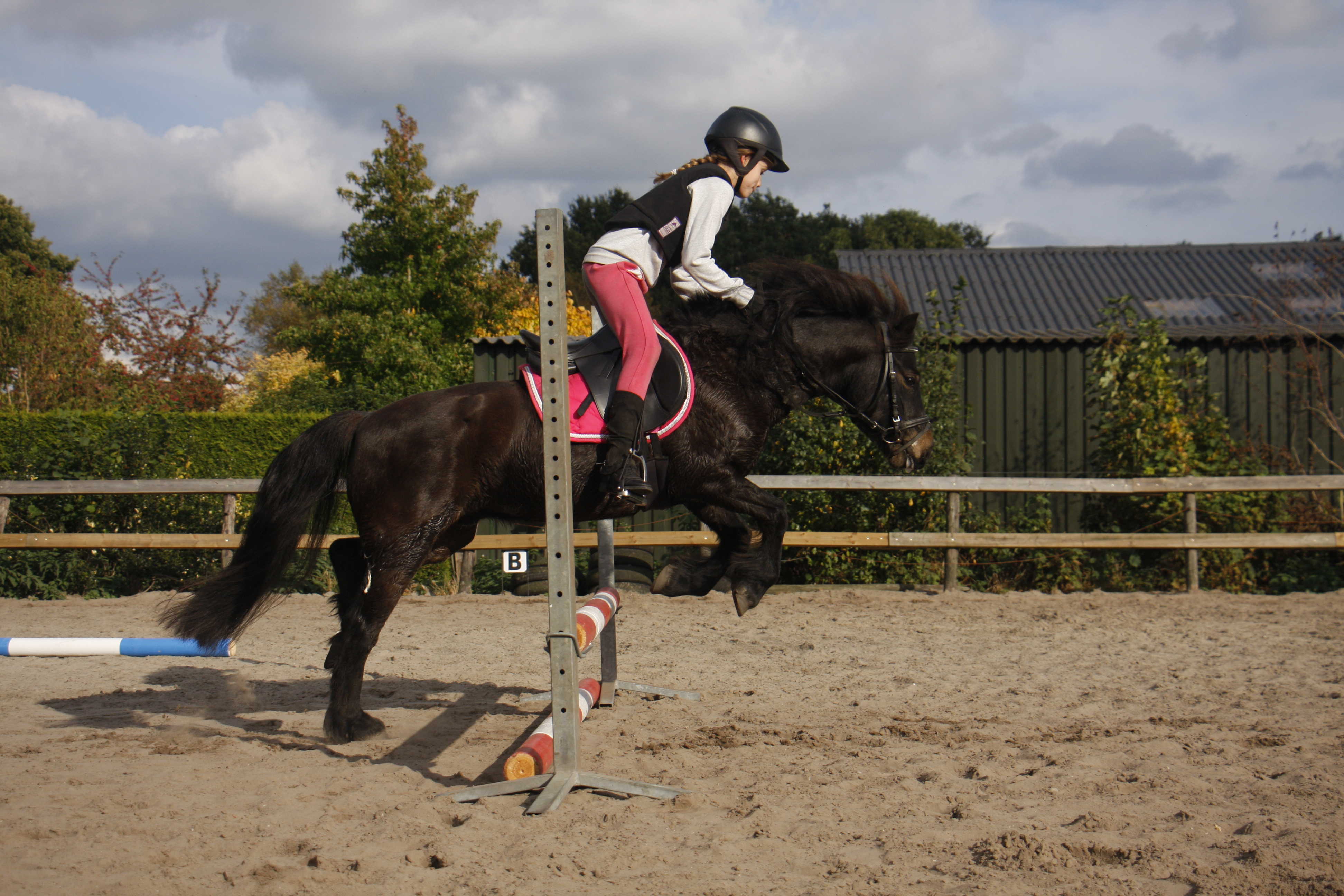 Super mooie Dartmoor pony te koop aangeboden Bokt.nl