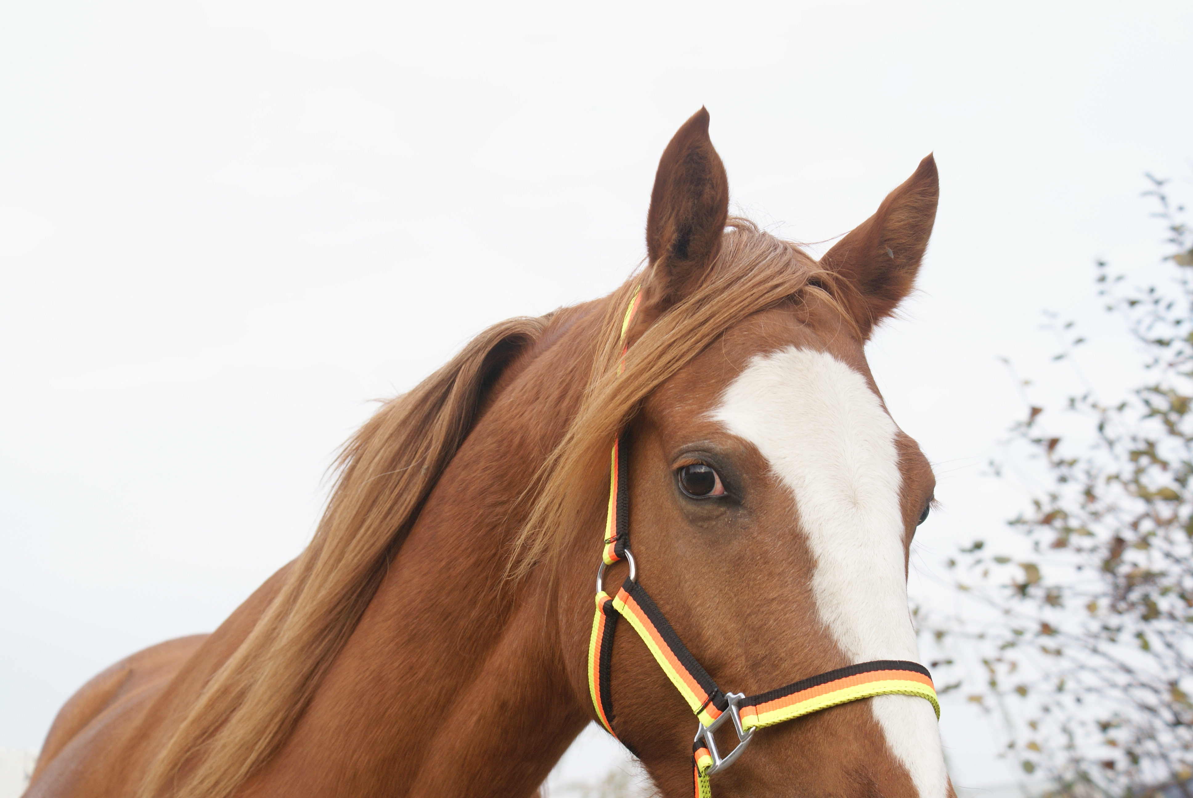 opschorten delicaat verder Super brave E pony merrie te koop. | Bokt.nl