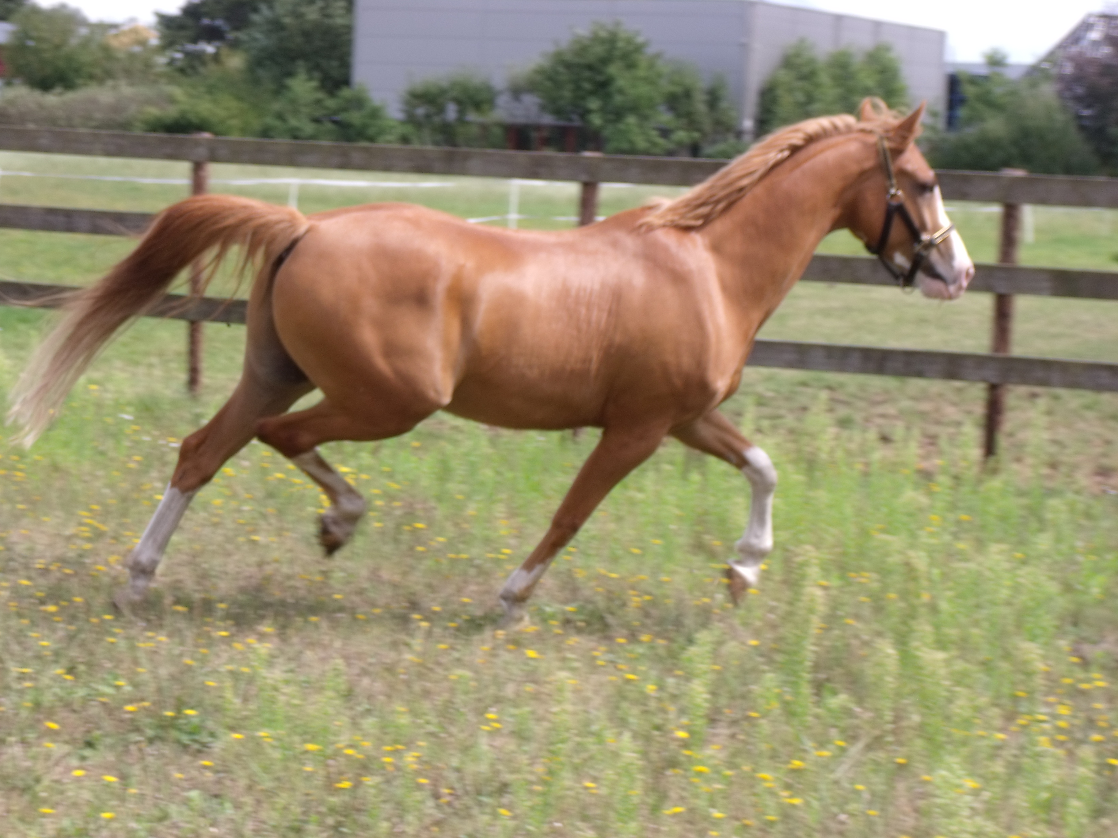 Mooie Dpony te koop Bokt.nl