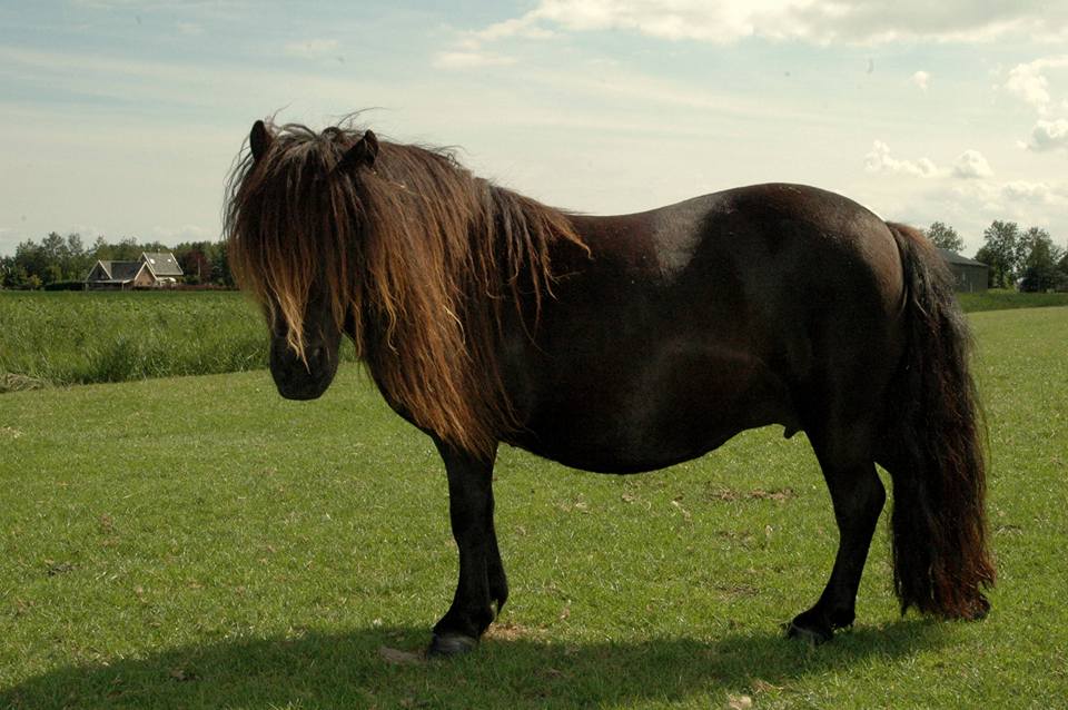 Zwarte Shetlander Merries En Merrie Veulens Bokt nl zwarte-shetlander-merries-en-merrie-veulens-bokt-nl