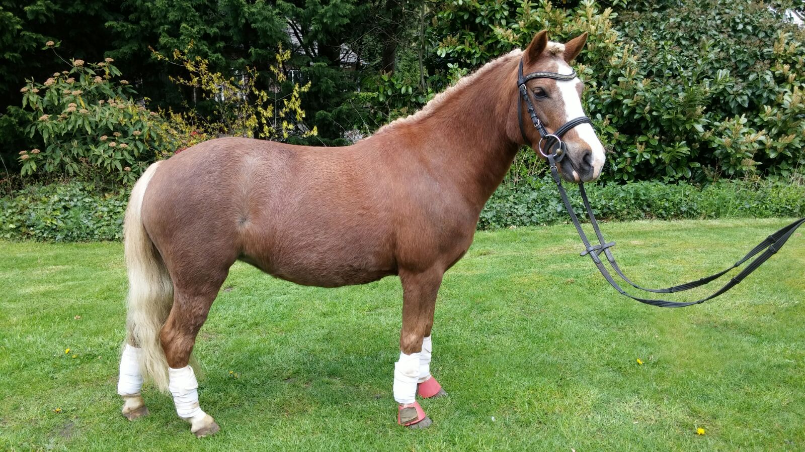 legering zij is Roest lieve brave goudeerlijk allround a/b pony te koop | Bokt.nl