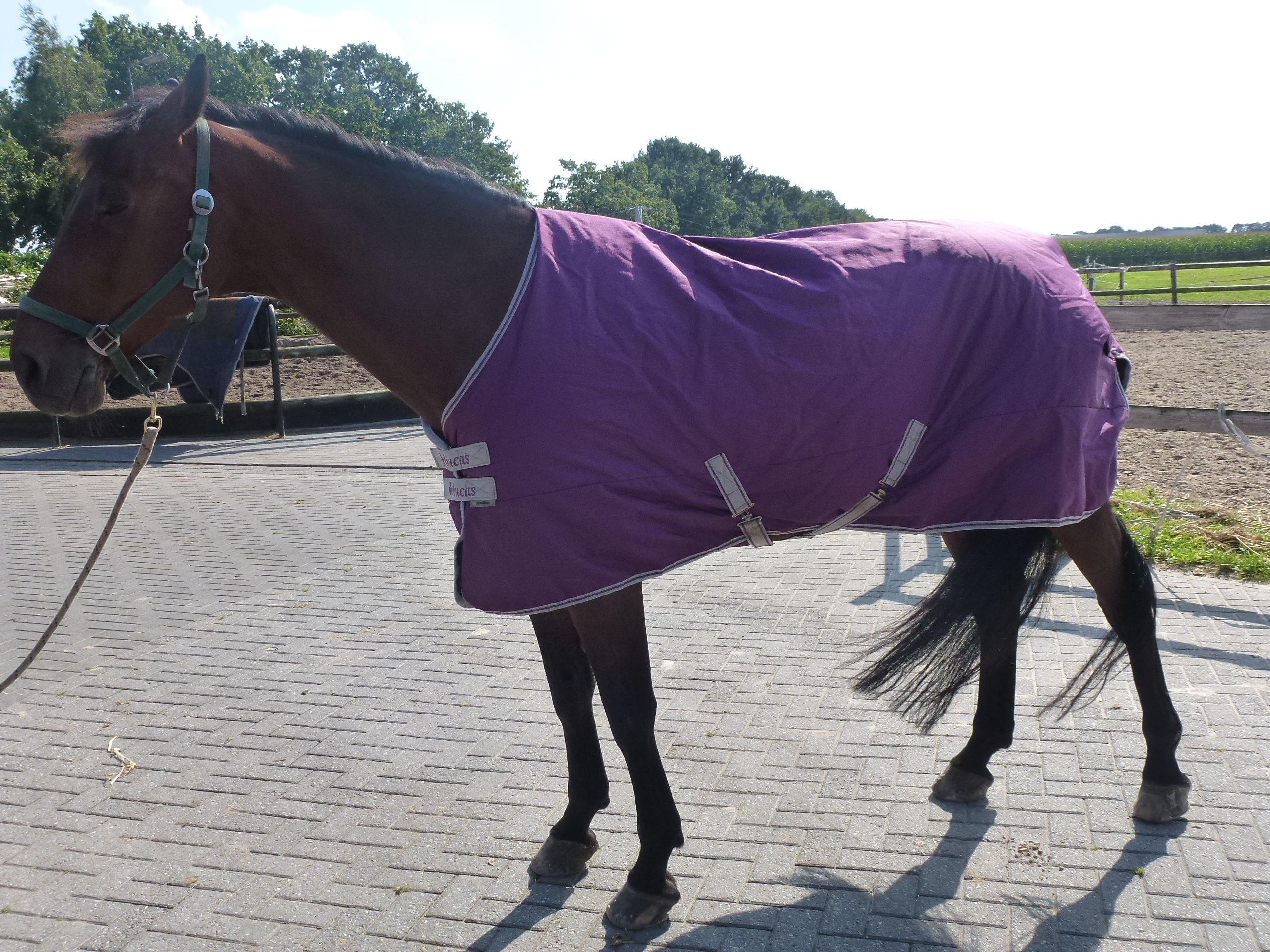 Bucas Freedom Turnout winterdeken Paars Maat 195 Bokt.nl