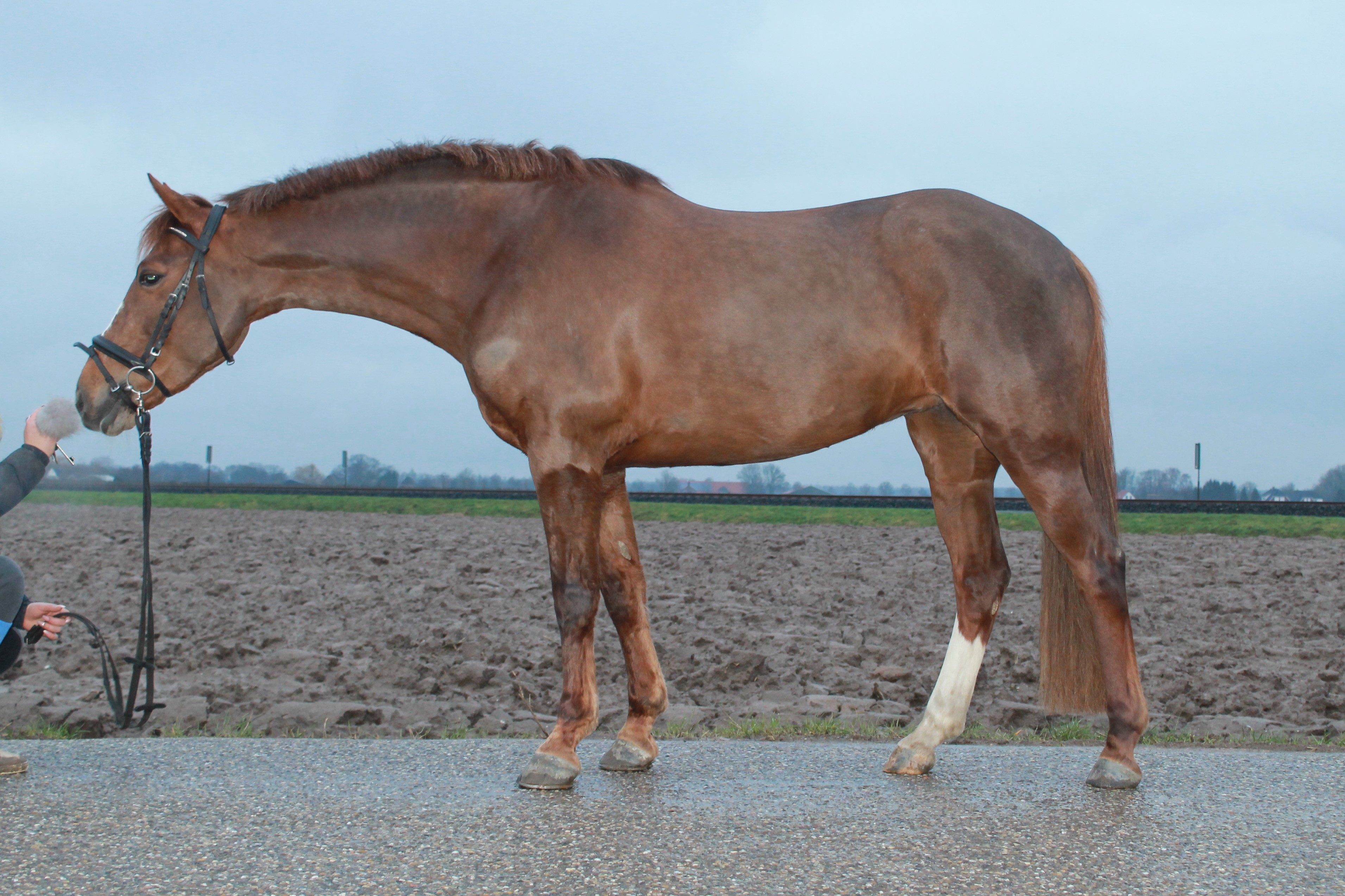 Prachtige New Forest Pony te koop (grote D maat) Bokt.nl