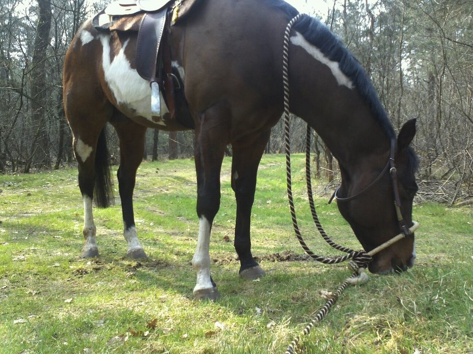 American Paint Horse Bay Overo Bokt.nl