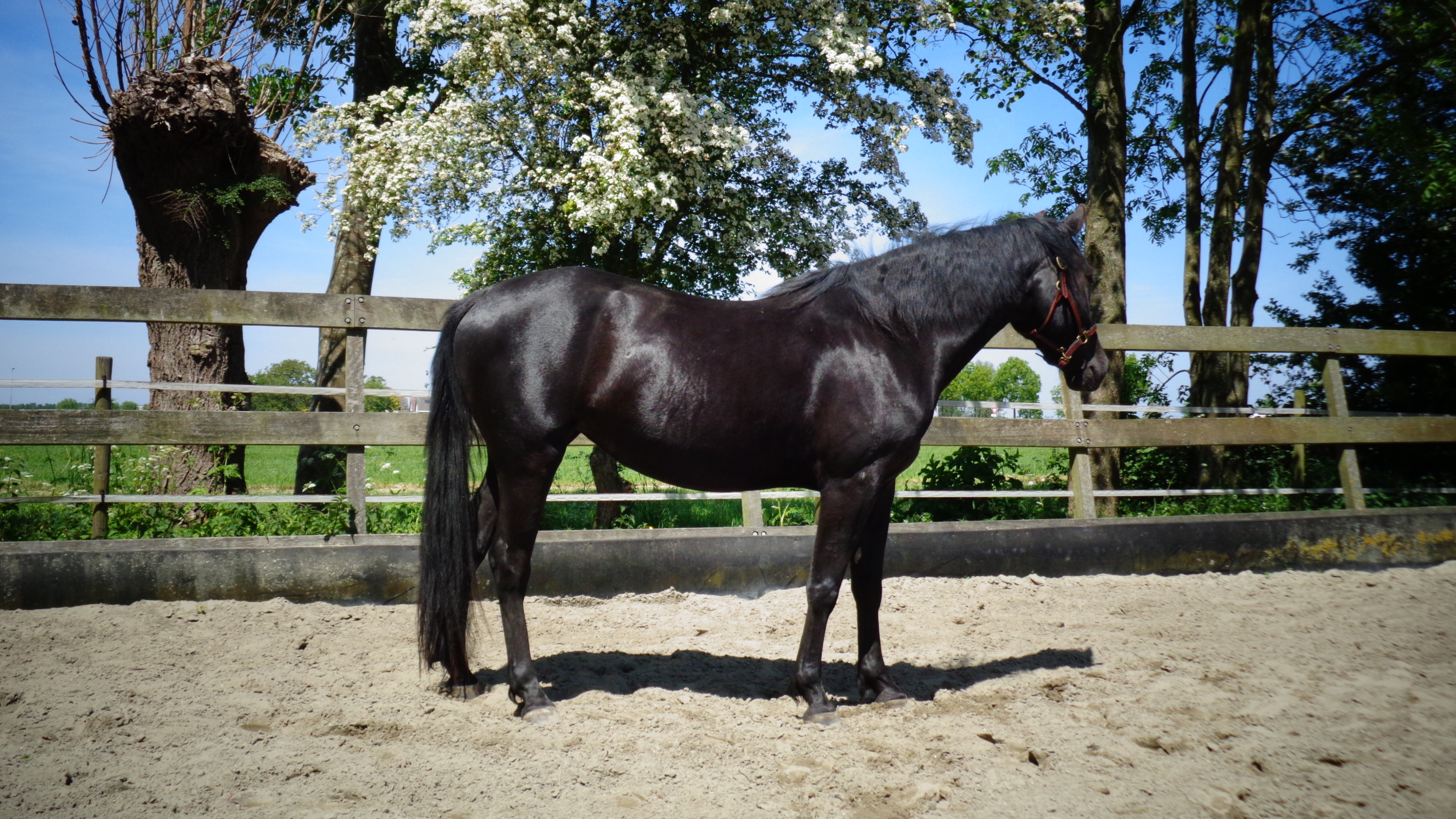 bubbel beginnen Toestemming Prachtige Zwarte Morgan horse merrie | Bokt.nl