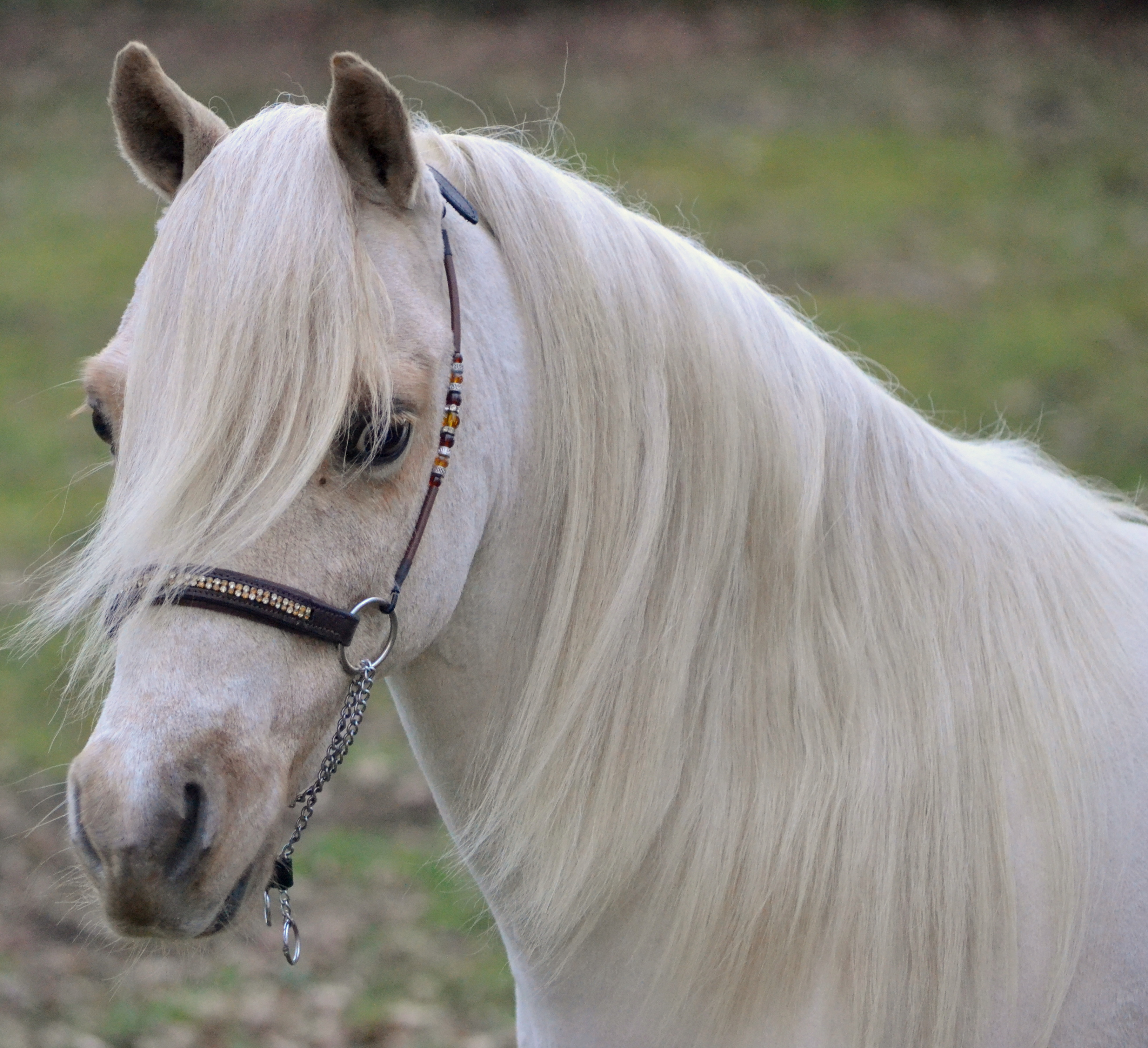 Palomino Bonte Kampioen Nmprs Dekhengst Lorenzo Boktnl