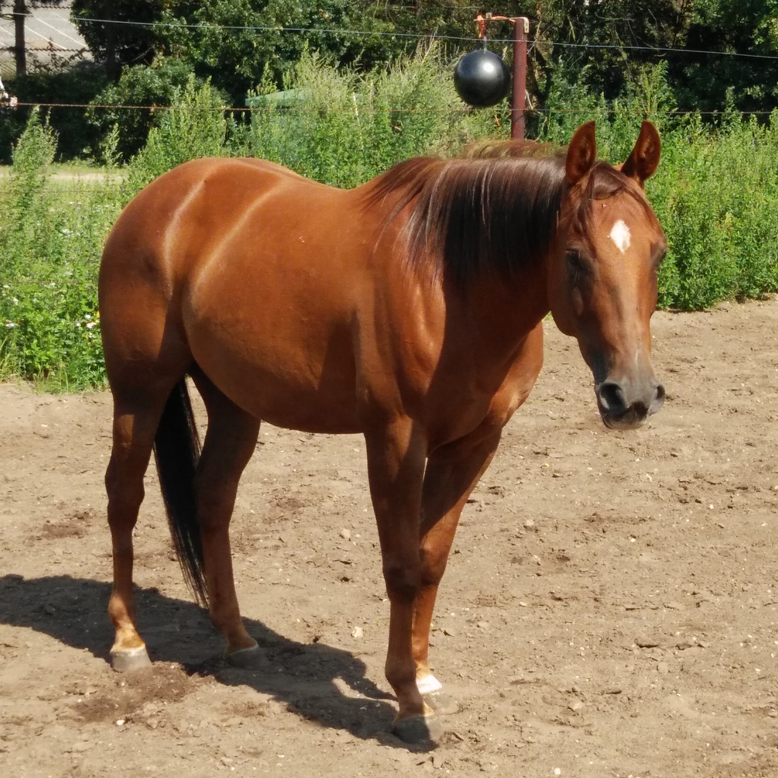 Verbinding Mathis voelen Mooie brave 13 jarige Quarter Horse merrie te koop | Bokt.nl