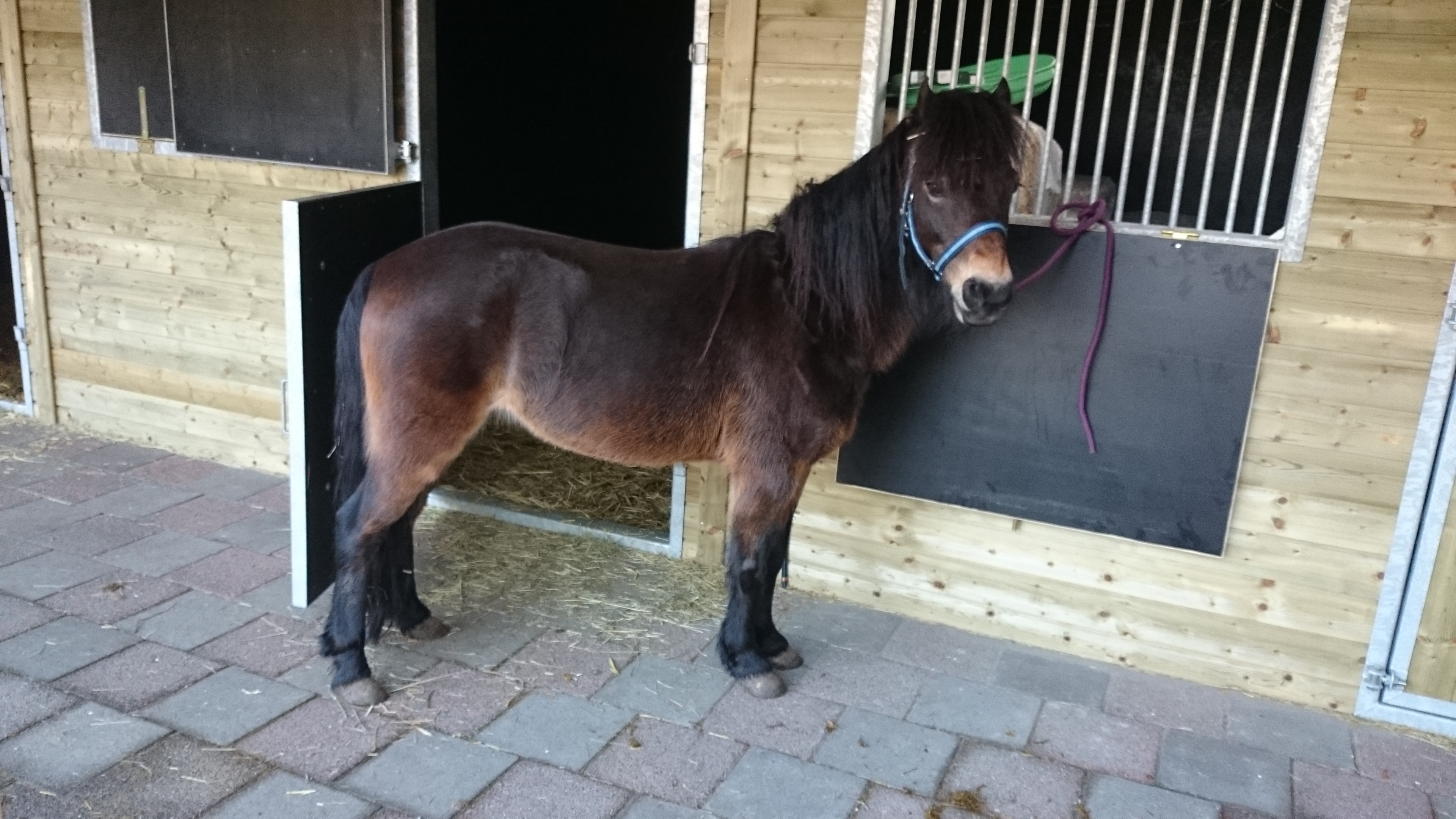 Lieve actieve dartmoor pony Bokt.nl