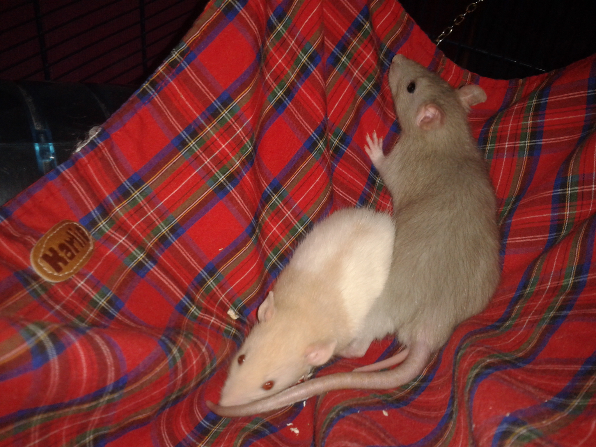 twee mannelijke ratten + kooi | Bokt.nl
