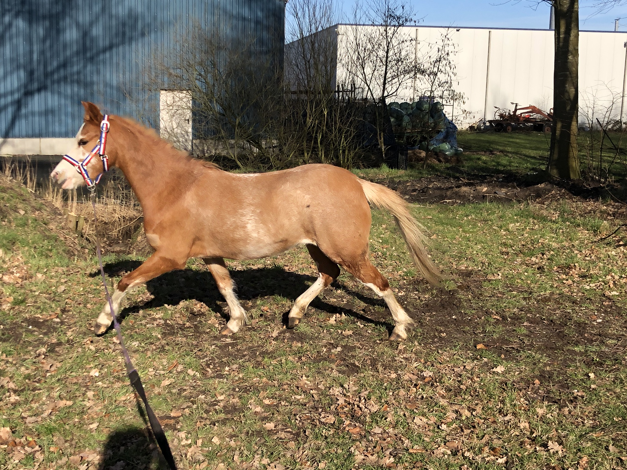 Welsh B Pony | Bokt.nl