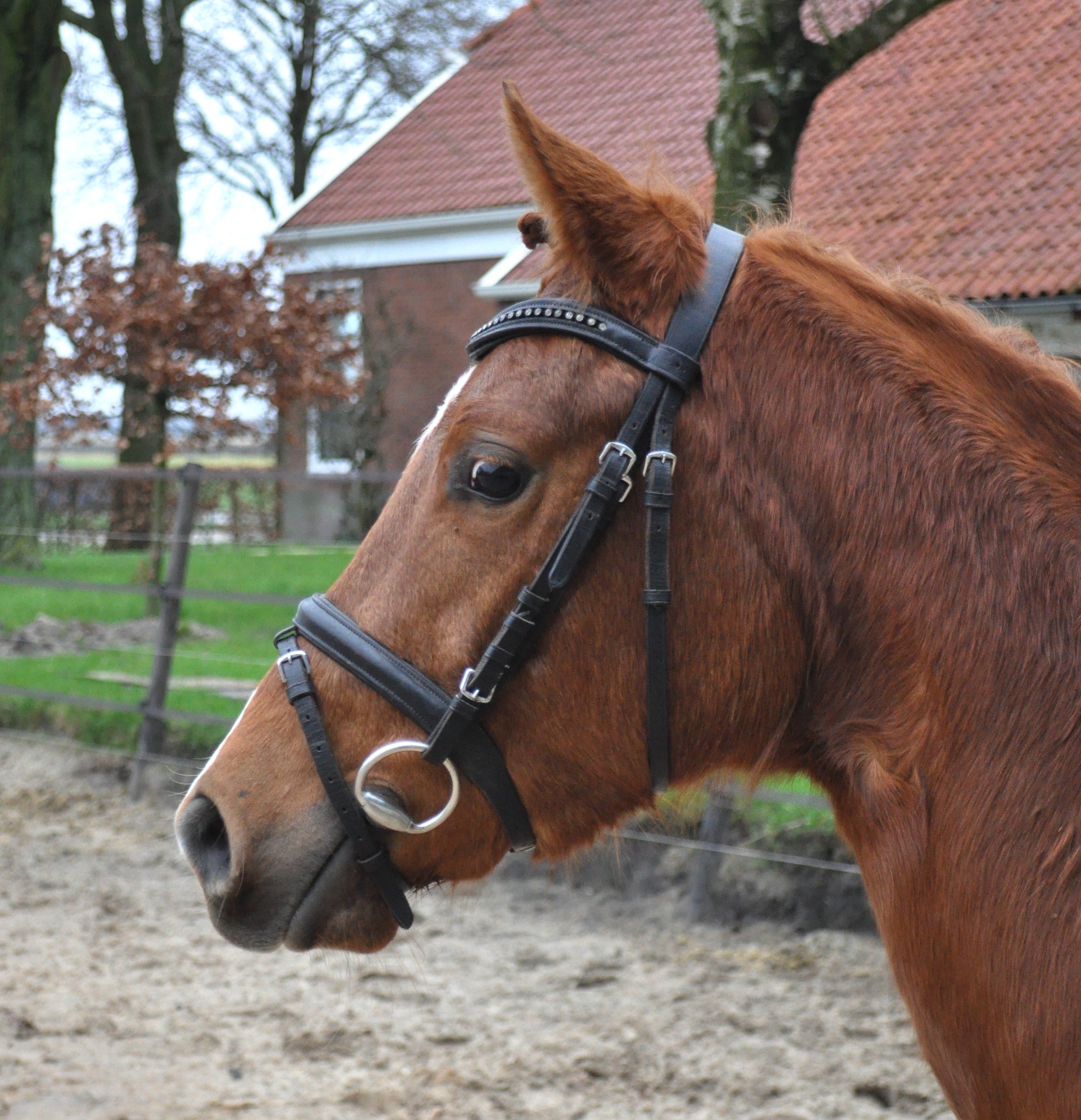 Logisch Snooze Toezicht houden Te koop 2,5 jarige D pony merrie | Bokt.nl