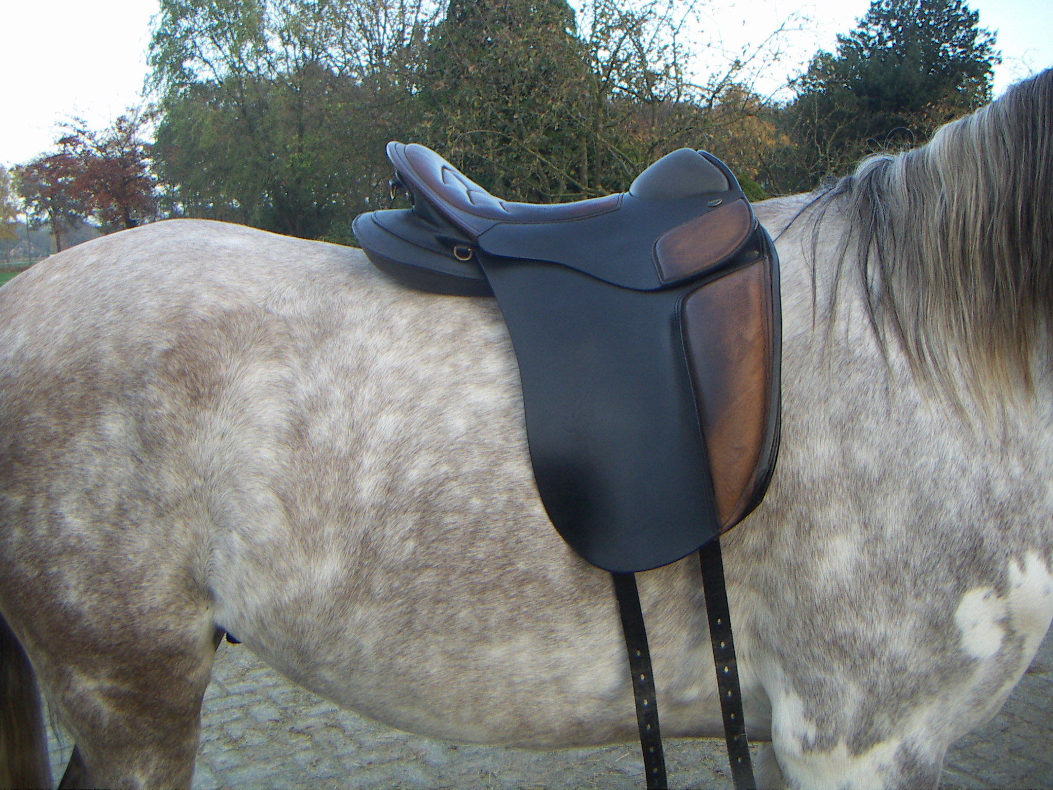 Pegaso zadel te koop, boommaat 32, 17,5 inch Bokt.nl