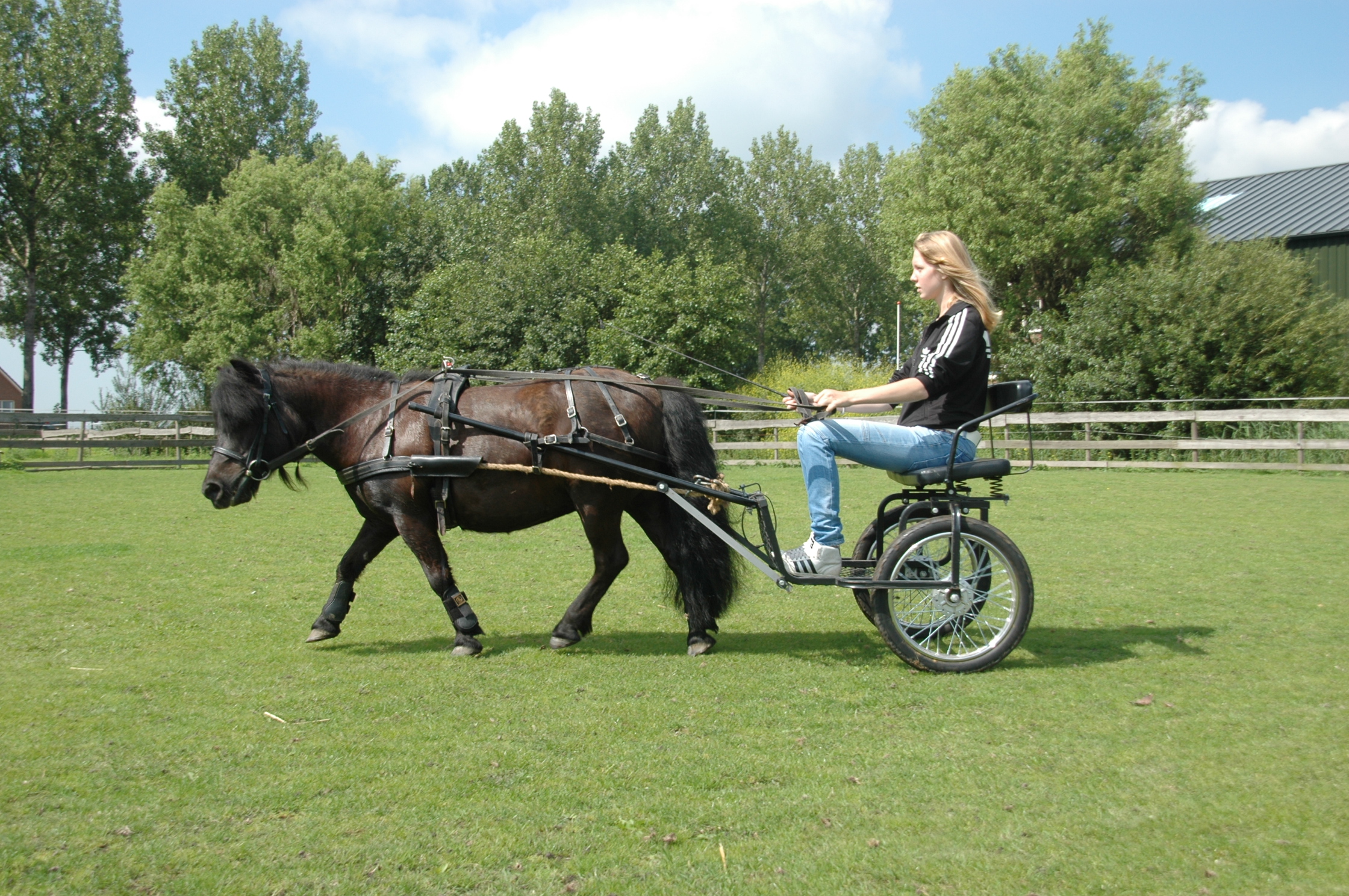 Sulky voor shetlander incl tuig Bokt nl