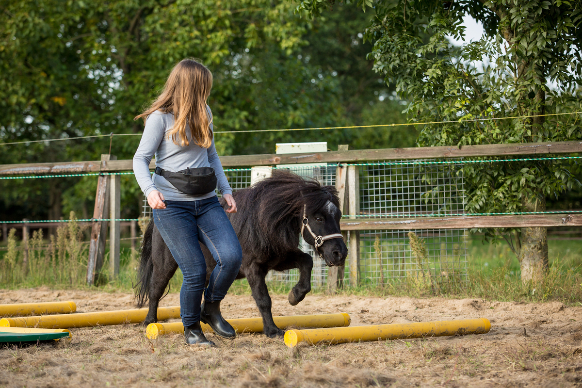 Blij In Beweging - Lezingdag Over Je Paard Trainen Met R+ | Bokt.nl