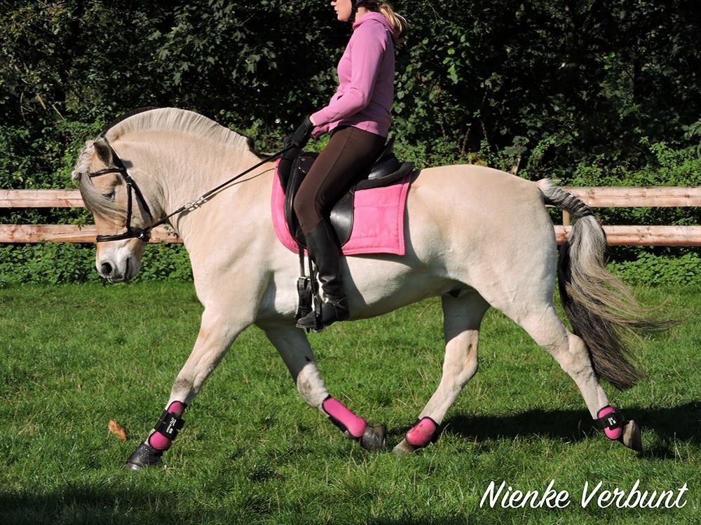 Set di Ghette QHP Cavallo | Paratendini e Paranocche Professionali