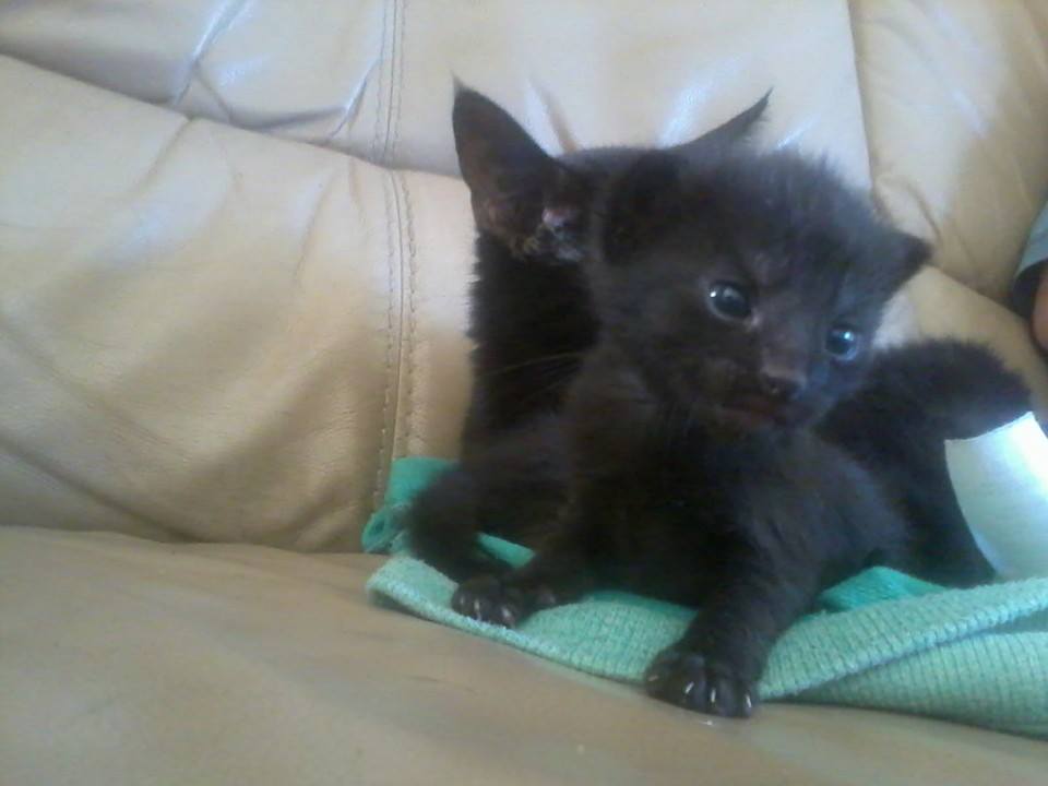 Zwarte cyprus kittens te ! | Bokt.nl