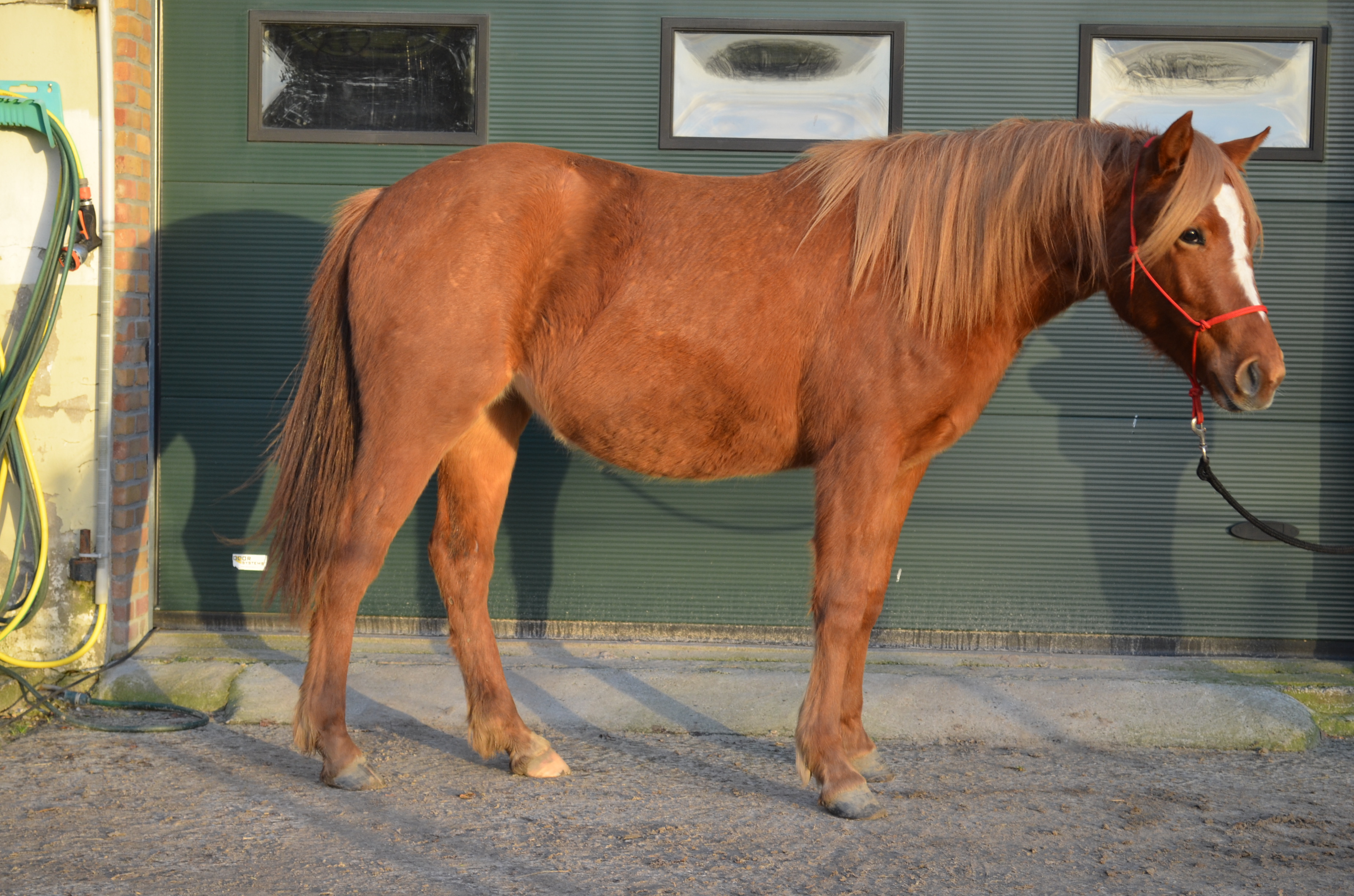 Aangeboden kruising Haflinger x Quarter, merrie, 4 jr Bokt.nl