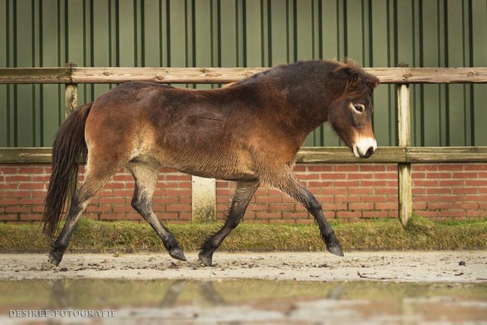 Kwaadaardig zonsopkomst Doelwit Mooie lieve b- pony merrie | Bokt.nl