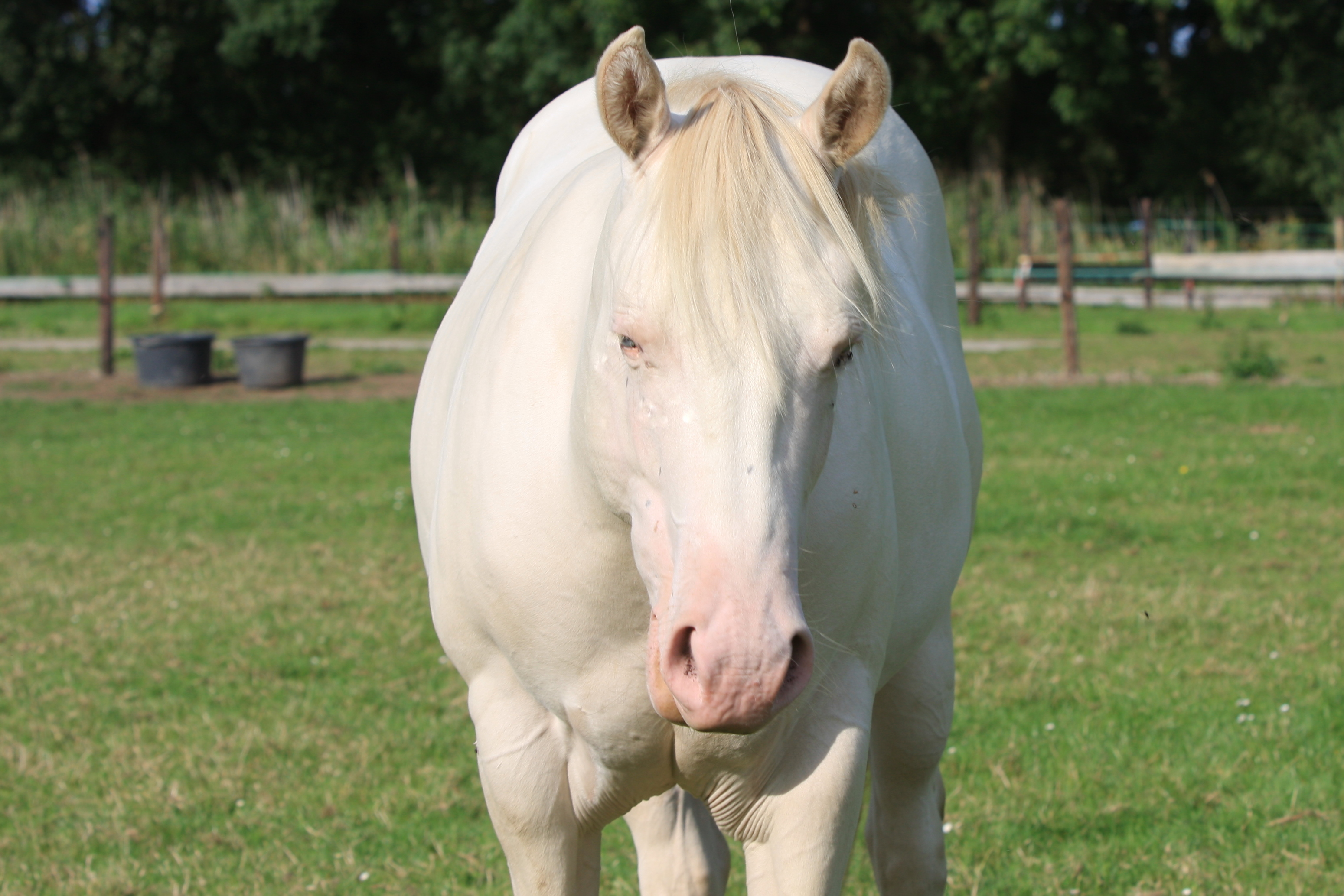 Smokey Cream Dun Quarter Horse jaarling hengst | Bokt.nl