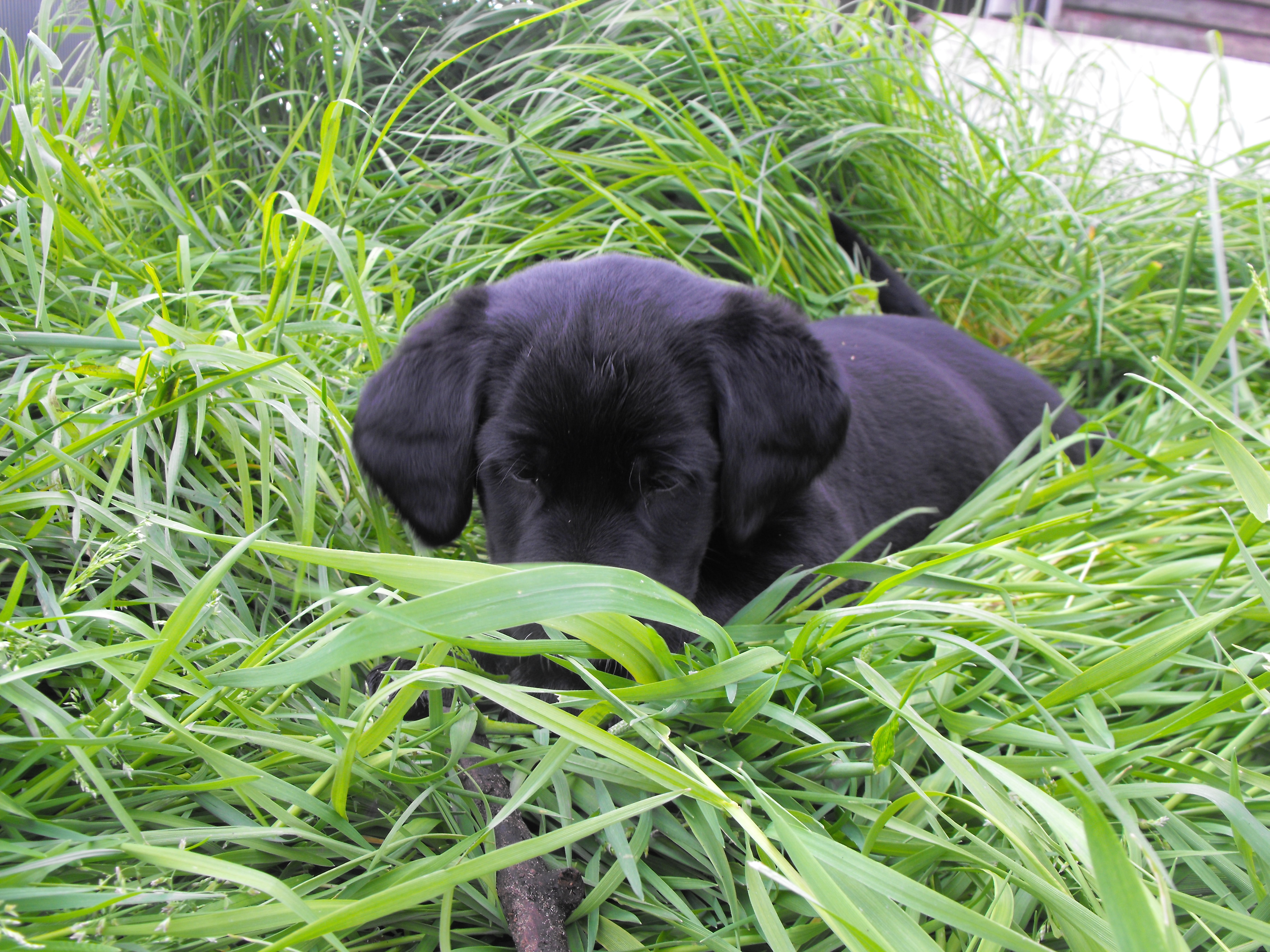 Te koop lieve en sociale kruising labrador pups! Bokt.nl