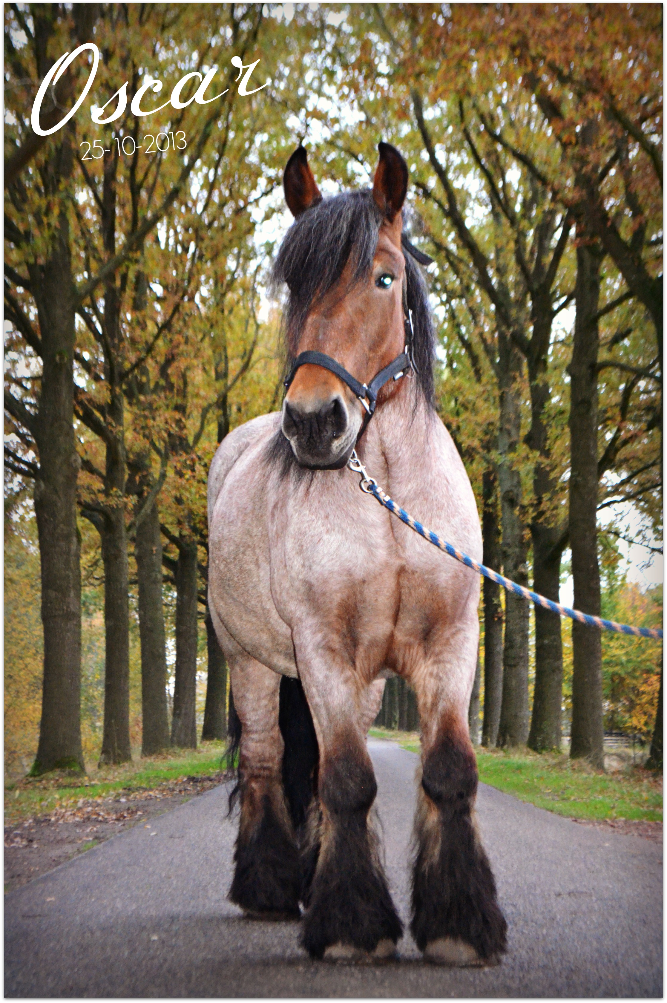 Mooi groot Nederlands Trekpaard | Bokt.nl