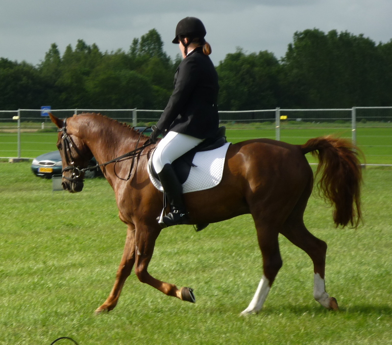 Te koop aangeboden: Sportieve e-pony ruin | Bokt.nl