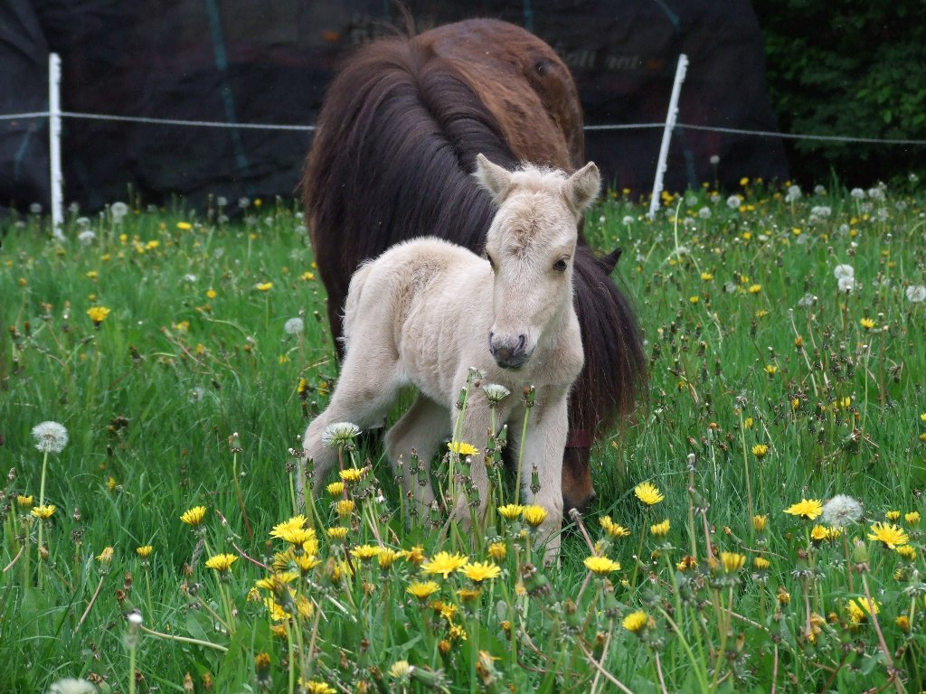 Super Mooie Nmprs Cremello Hengst Boktnl