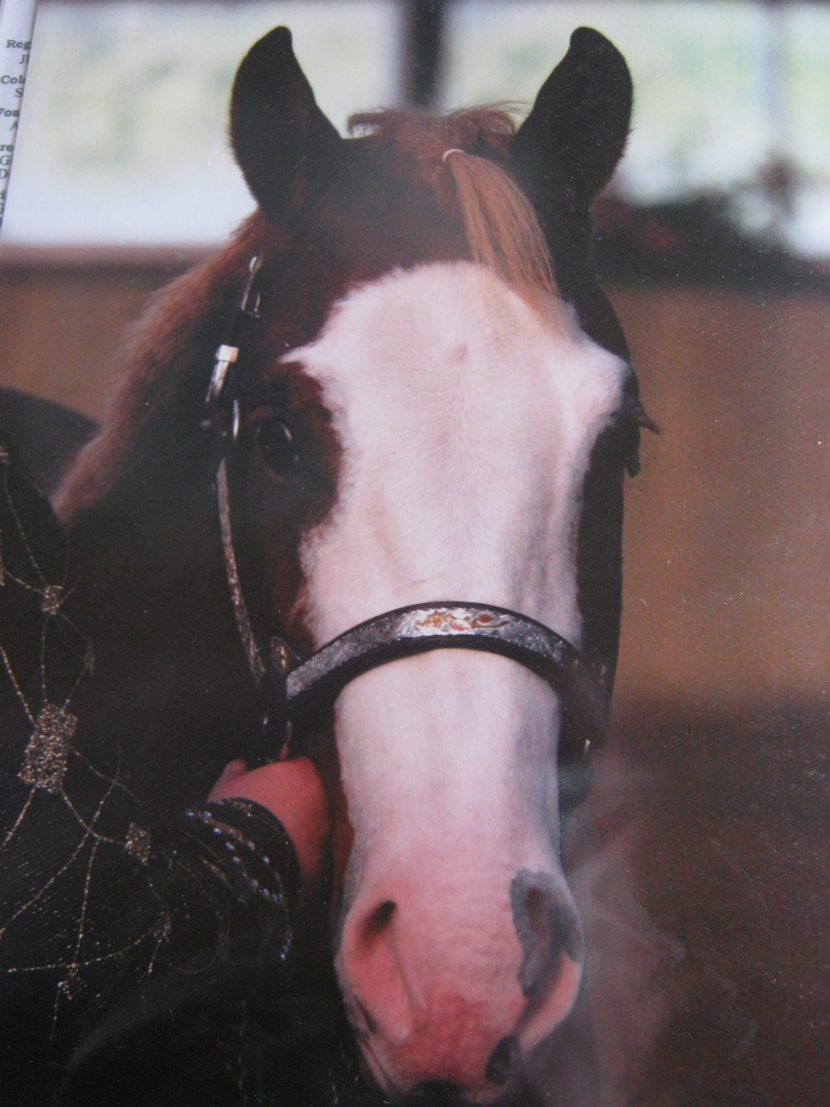 Te Koop. 7 jarige Paint Horse Ruin SorrelOvero Bokt.nl