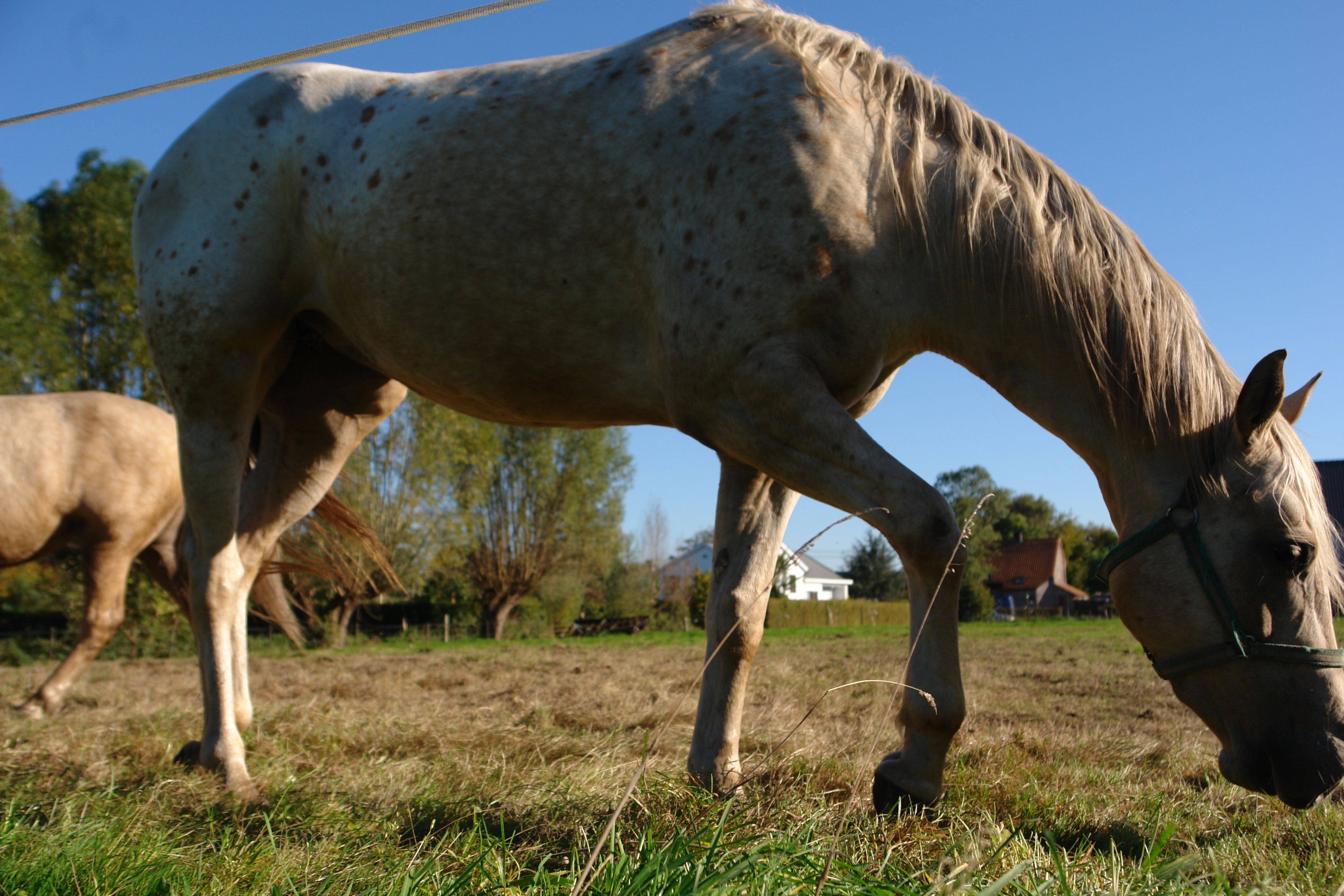 Palomino appaloosa x quarter merrie | Bokt.nl