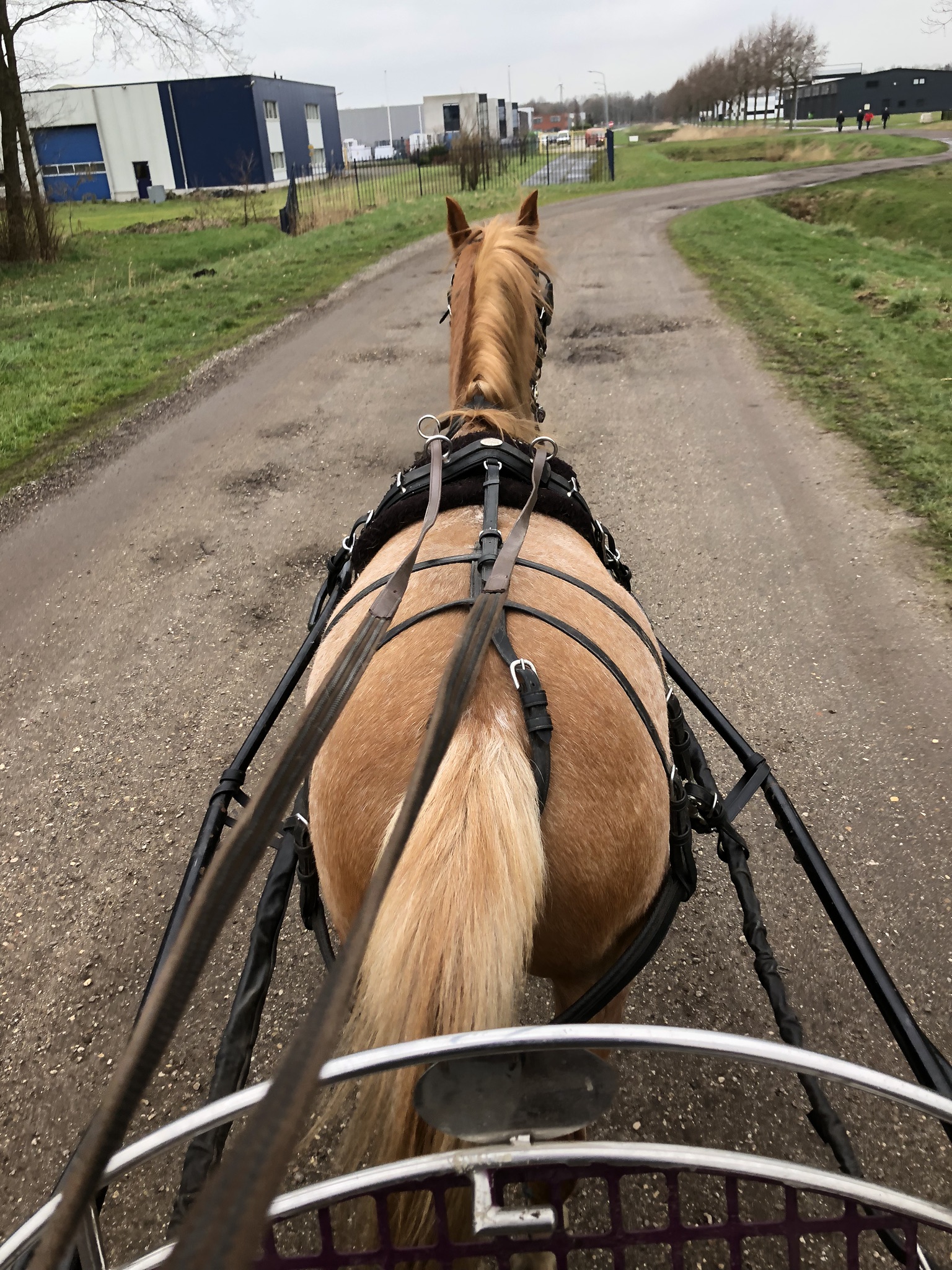 Welsh B Pony | Bokt.nl