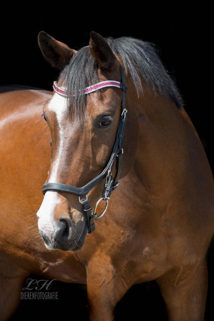 toewijding daarna Hoop van Allround E pony | Bokt.nl