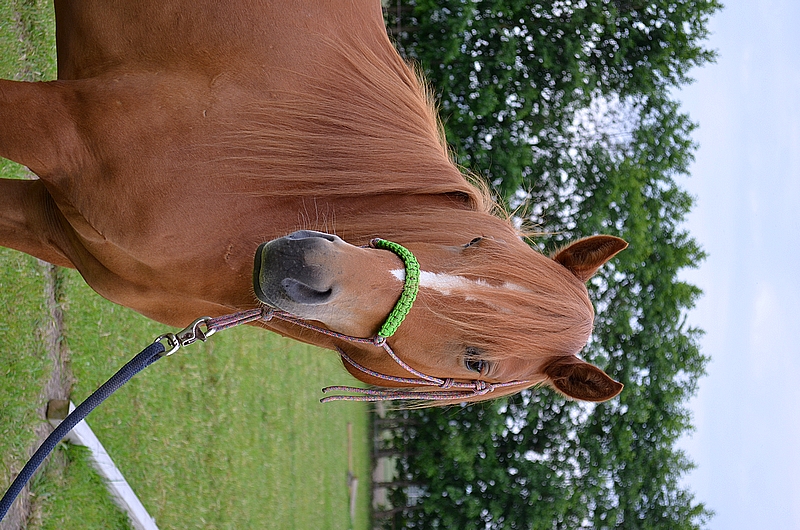 te koop kruising Haflinger x Quarter, merrie, 4 jr Bokt.nl