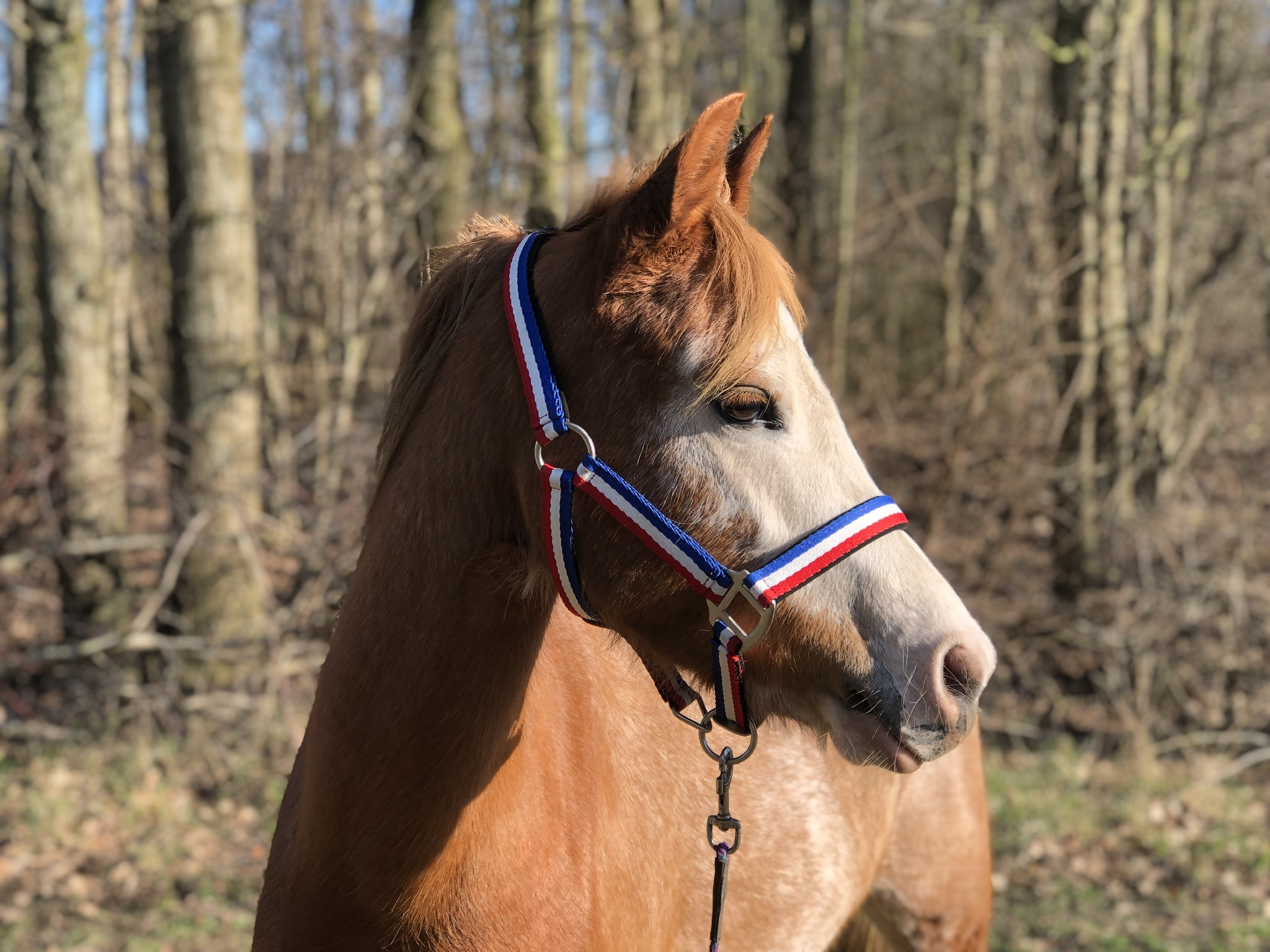 Welsh B Pony | Bokt.nl