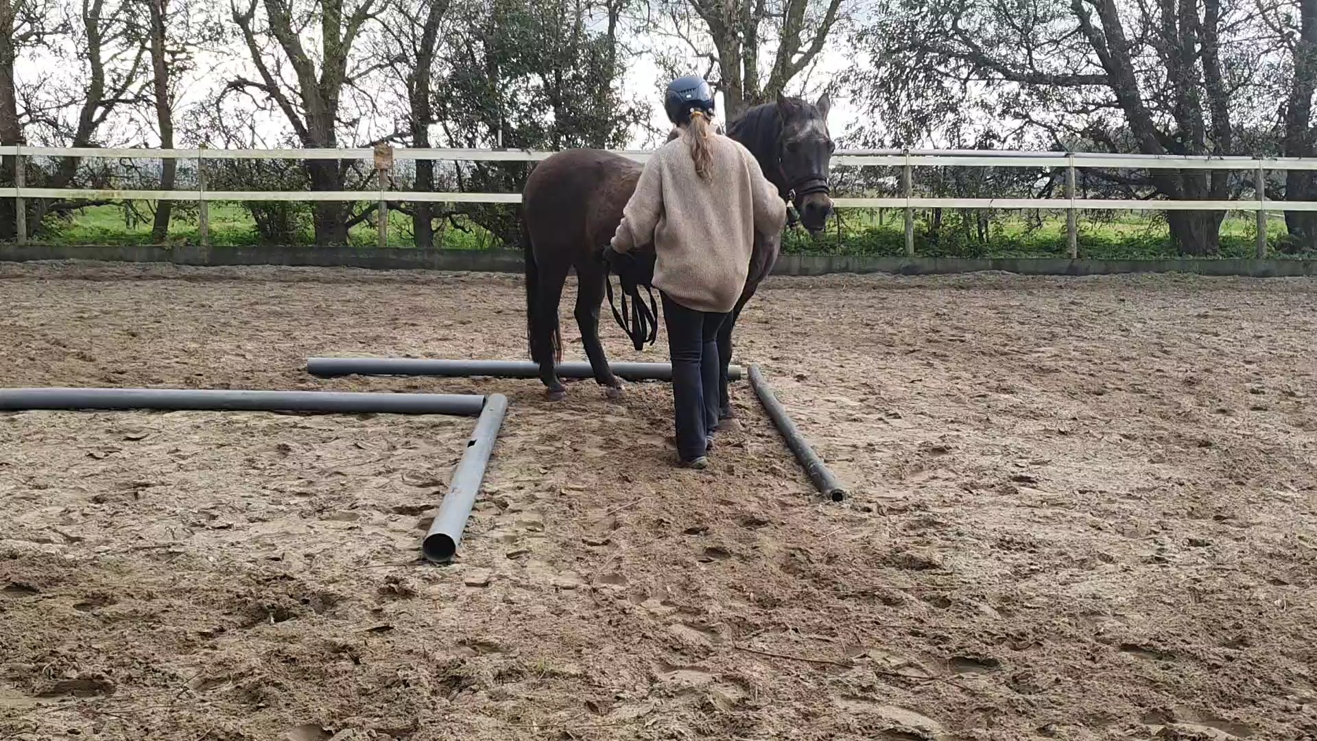 Gratis Training Bij Gedragsproblemen/ Jonge Paarden | Bokt.nl