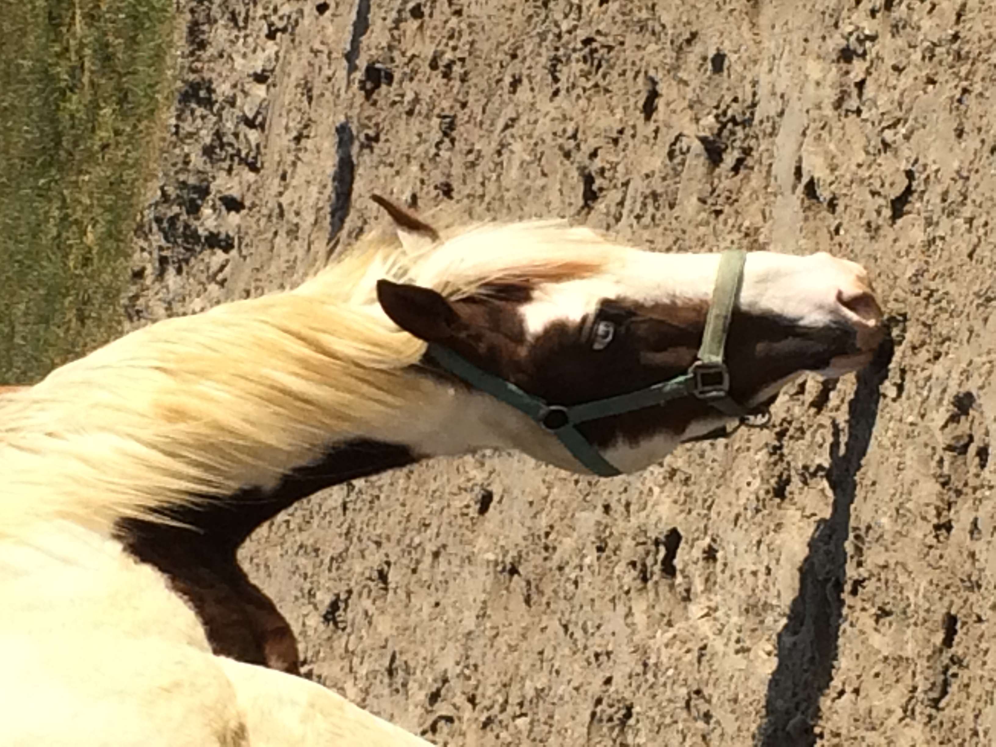 2 Paint Horses te koop Bokt.nl