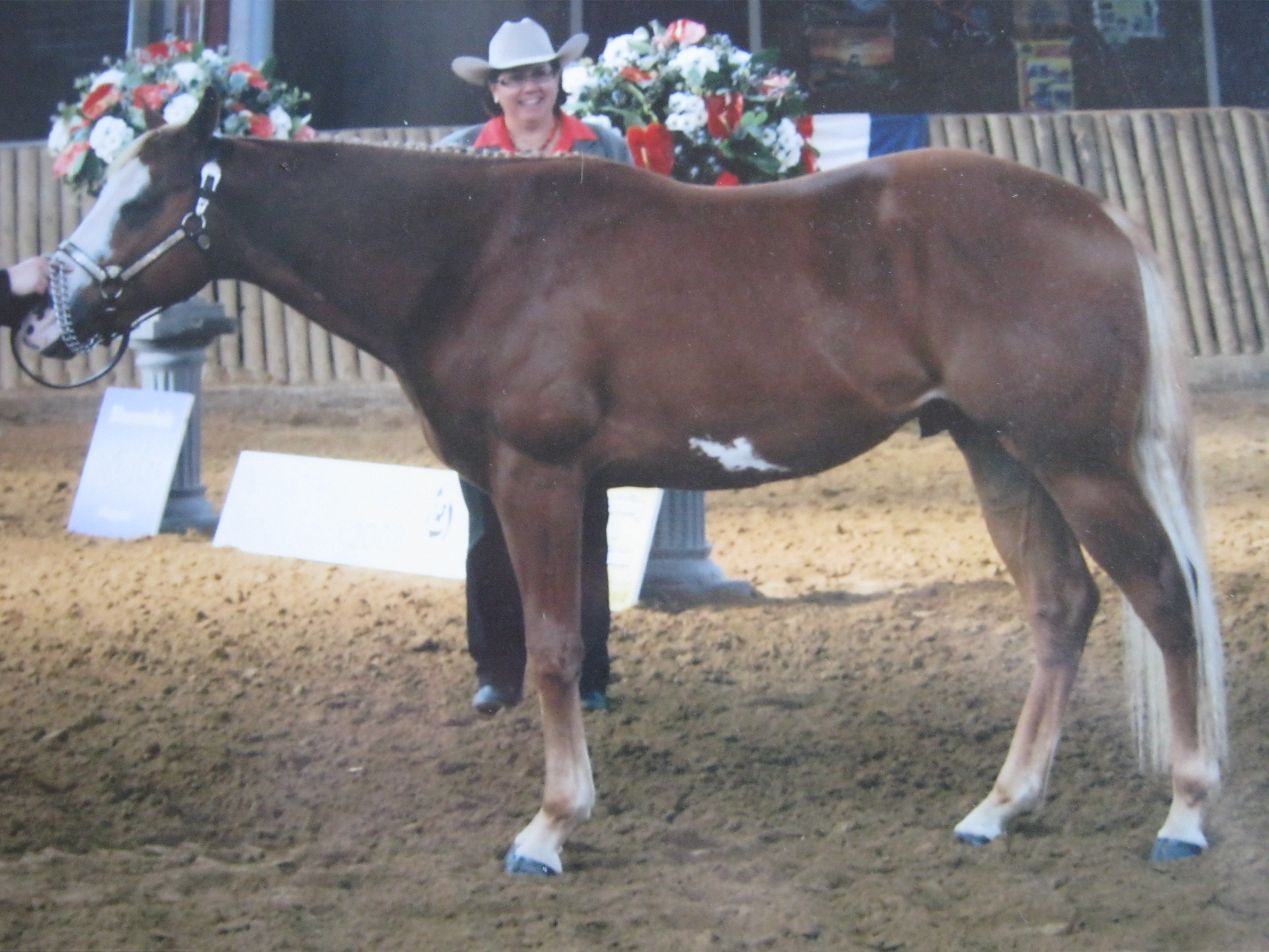 Te Koop. 7 jarige Paint Horse Ruin SorrelOvero Bokt.nl