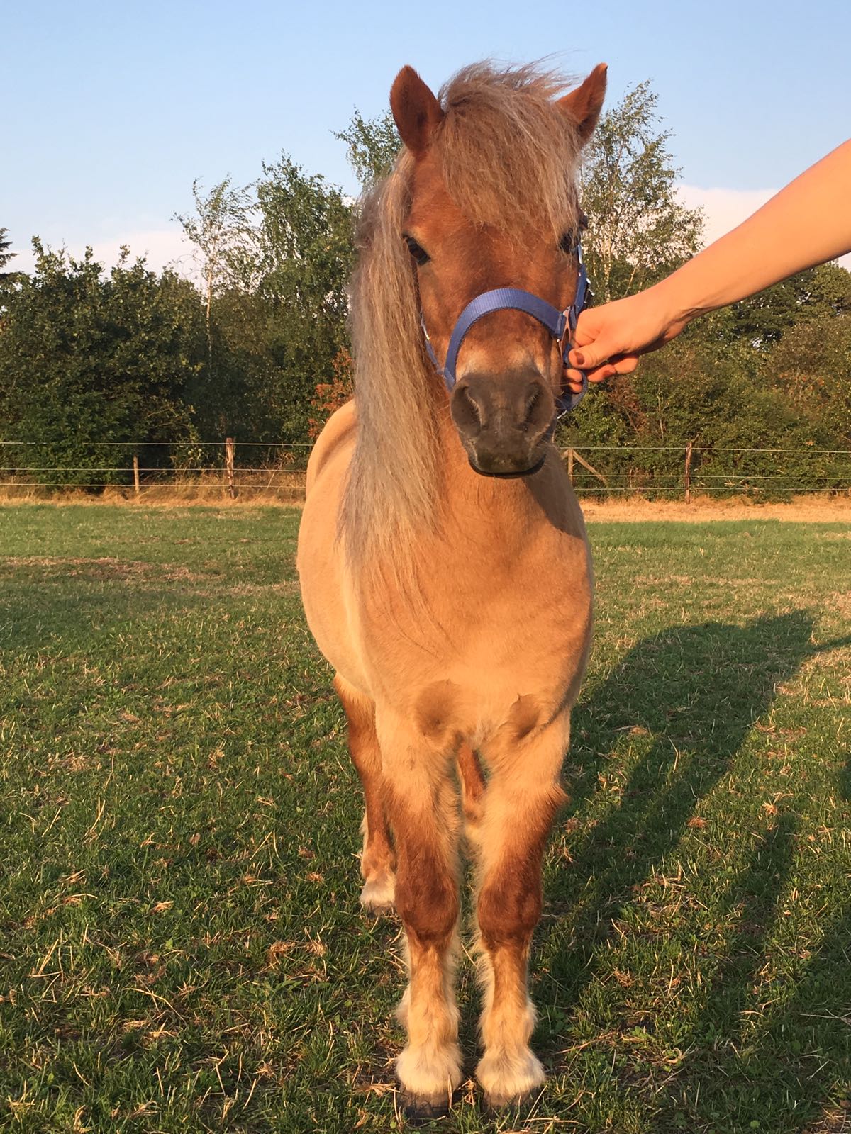 Prachtige Shetland Pony Te Koop NMPRS Bokt nl Prachtige Shetland Pony Te Koop NMPRS Bokt nl