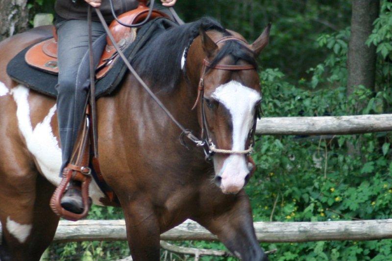 American Paint Horse Bay Overo Bokt.nl