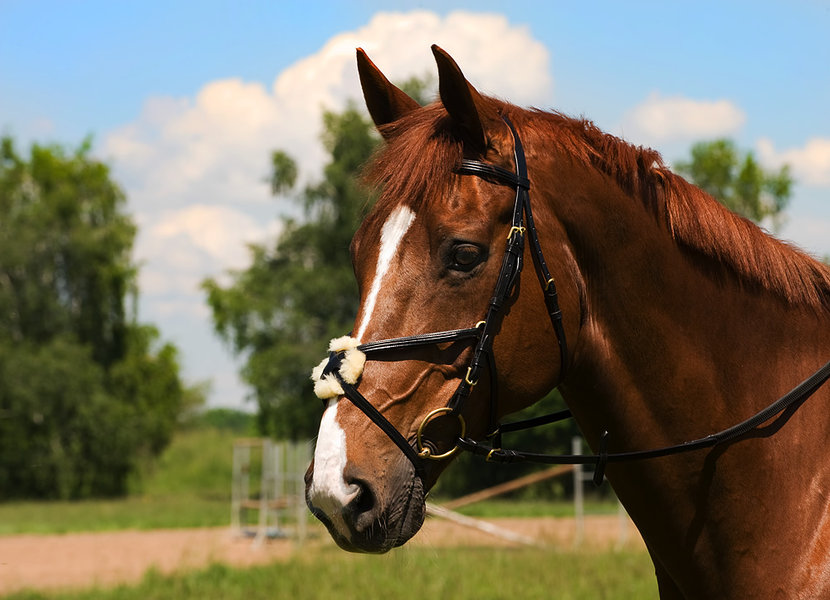 een hoofdstel voor paard pony'' altijd juiste maat! • Gifgroen.nl
