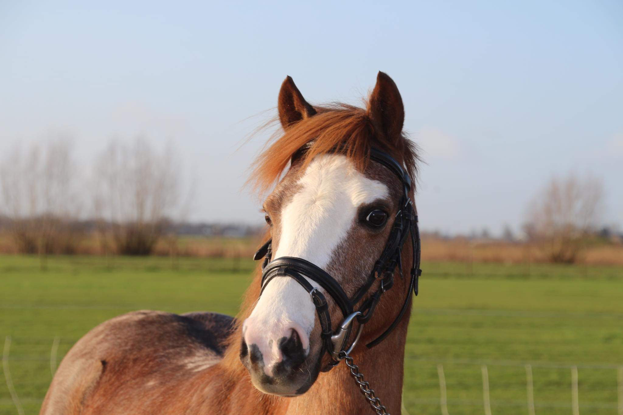 tweeling Stratford on Avon Jood Te koop mooie welsh pony | Bokt.nl